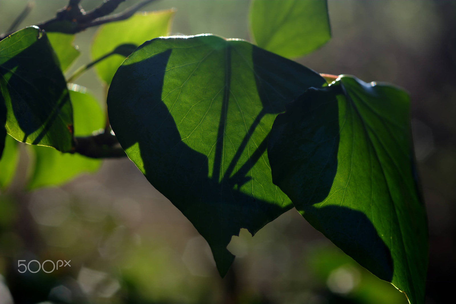 Nikon D7100 + Nikon AF Micro-Nikkor 60mm F2.8D sample photo. Ivy leaves back lit by the sun photography