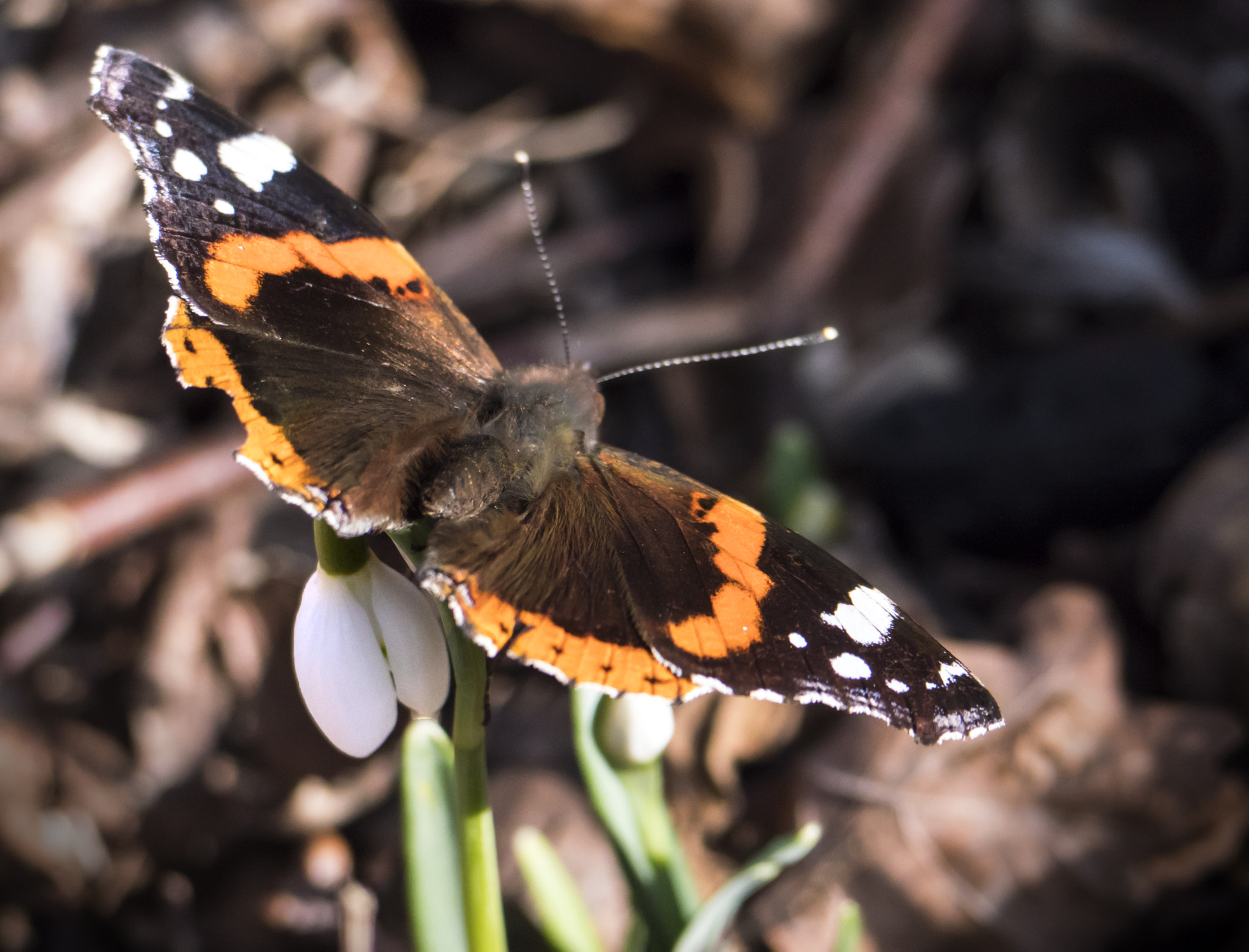 Panasonic Lumix DMC-GX8 sample photo. Falter photography