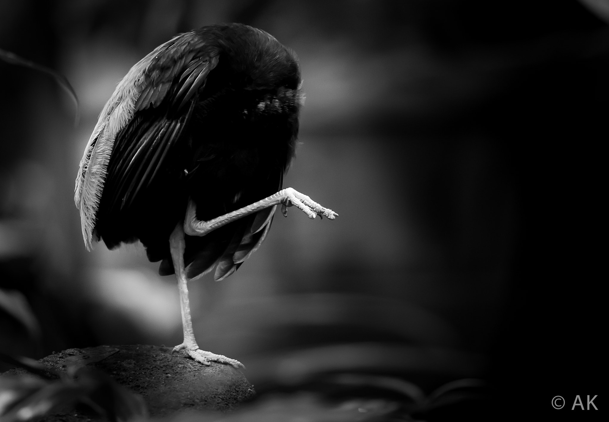 Canon EOS-1D X + Canon EF 135mm F2L USM sample photo. The dancing bird photography