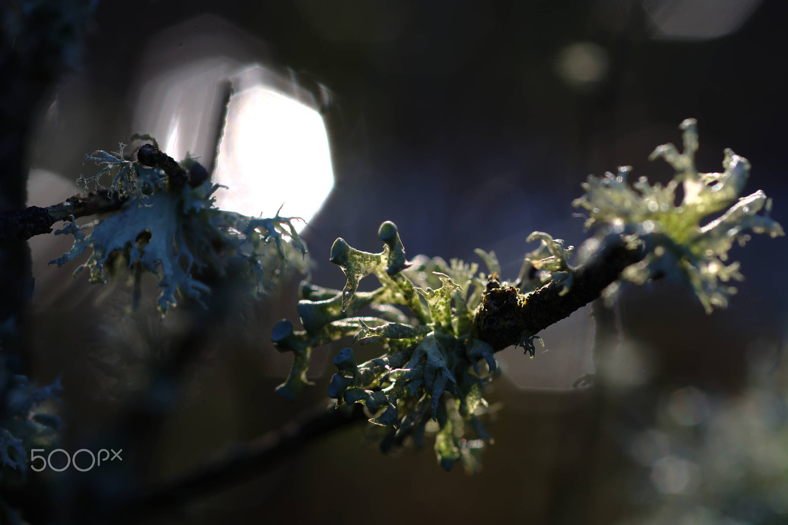 Nikon D7100 + Nikon AF Micro-Nikkor 60mm F2.8D sample photo. Lichen on a willow tree back lit by the sun photography