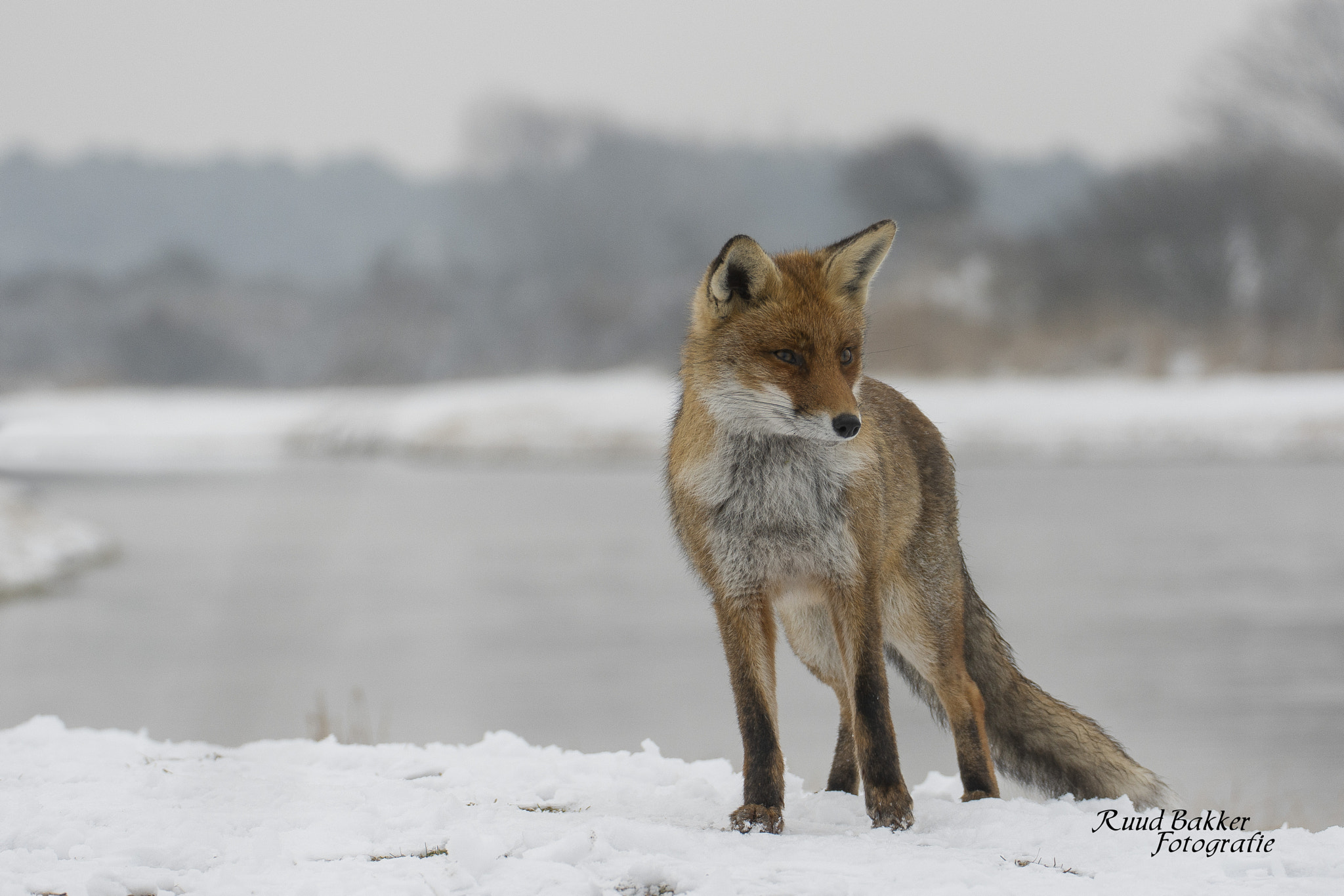 Nikon D7100 + Sigma 50-500mm F4.5-6.3 DG OS HSM sample photo. Red fox in the snow photography