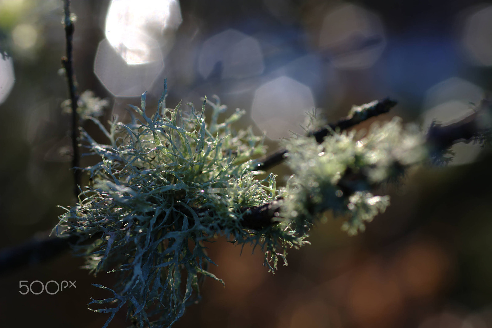 Nikon D7100 + Nikon AF Micro-Nikkor 60mm F2.8D sample photo. Lichen on a willow tree back lit by the sun photography