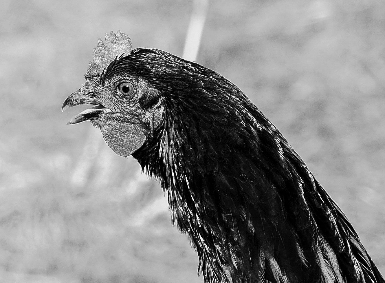 LUMIX G VARIO 100-300/F4.0-5.6II sample photo. Huhn geht immer photography