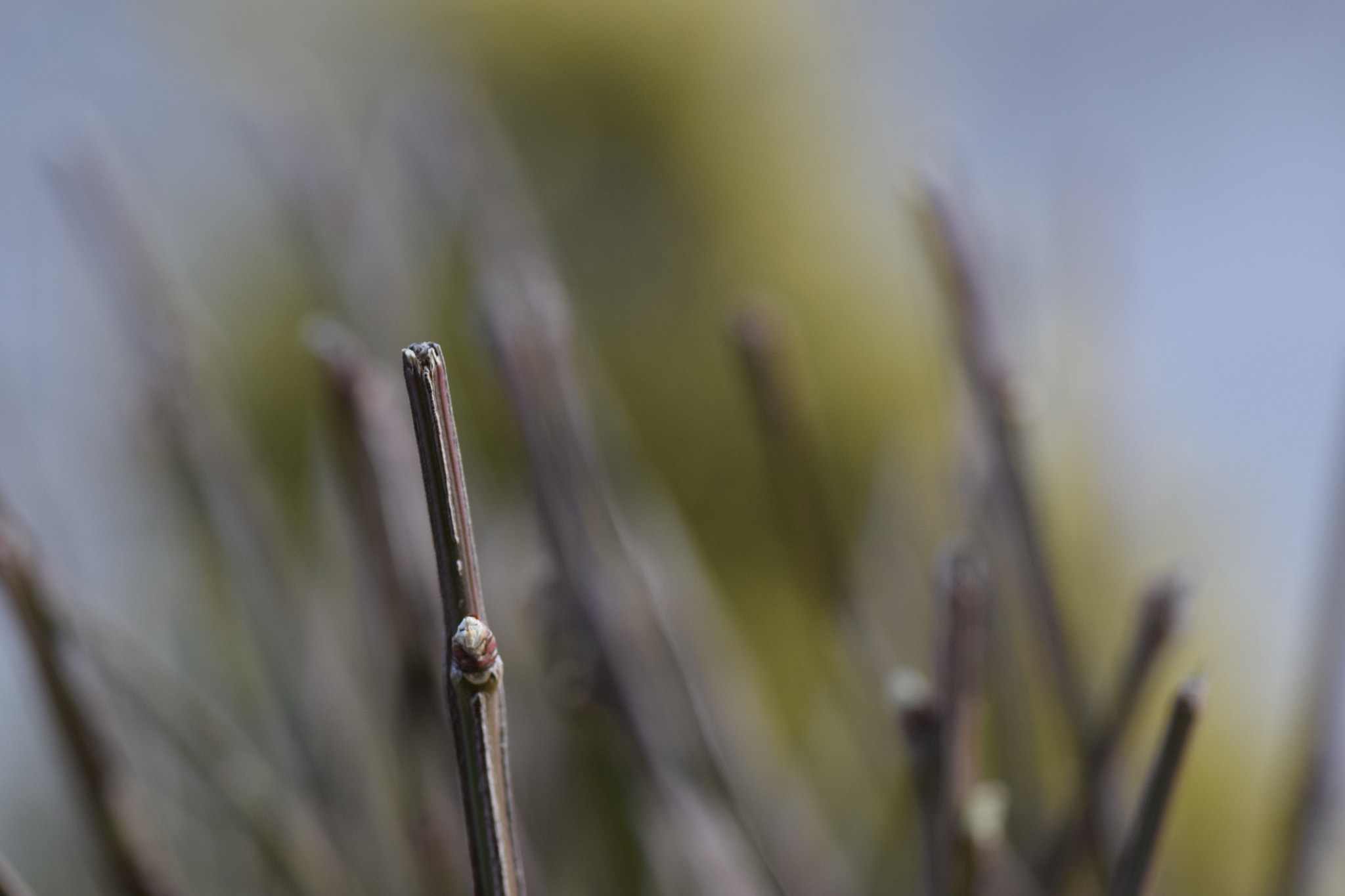 Nikon AF-S Micro-Nikkor 105mm F2.8G IF-ED VR sample photo. Twigs photography