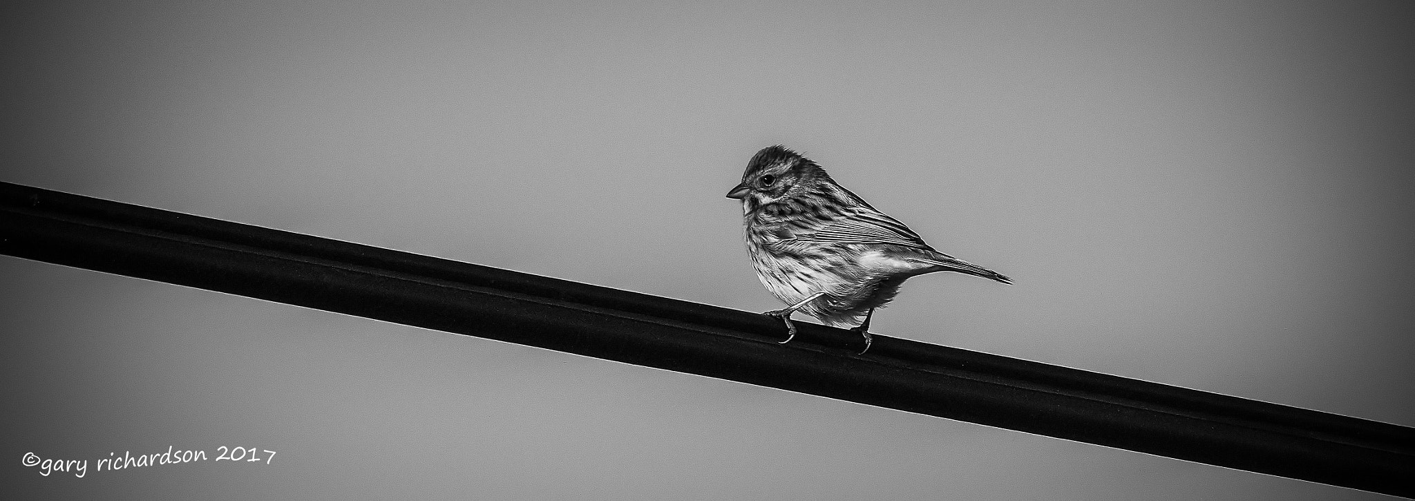 Nikon D810 + Nikon AF-S Nikkor 500mm F4G ED VR sample photo. Reed bunting photography