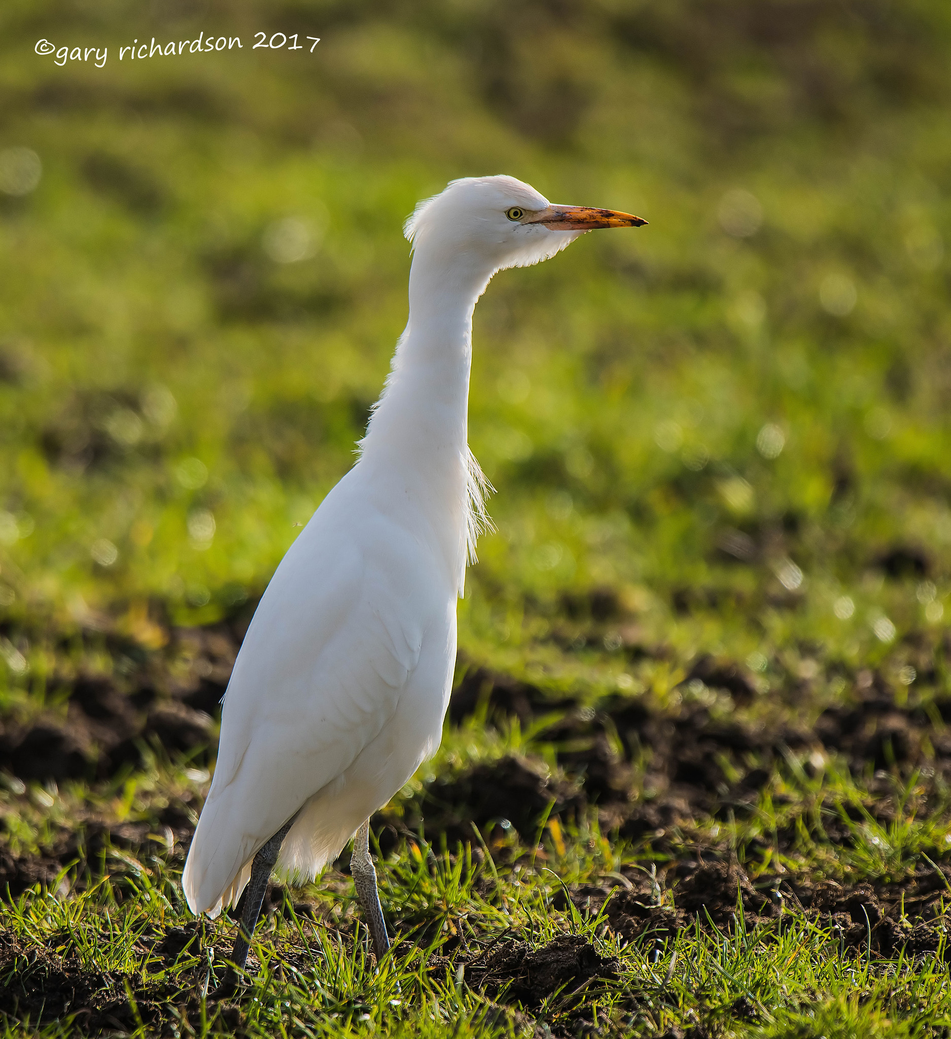 Nikon D810 + Nikon AF-S Nikkor 500mm F4G ED VR sample photo. Cattle egret photography