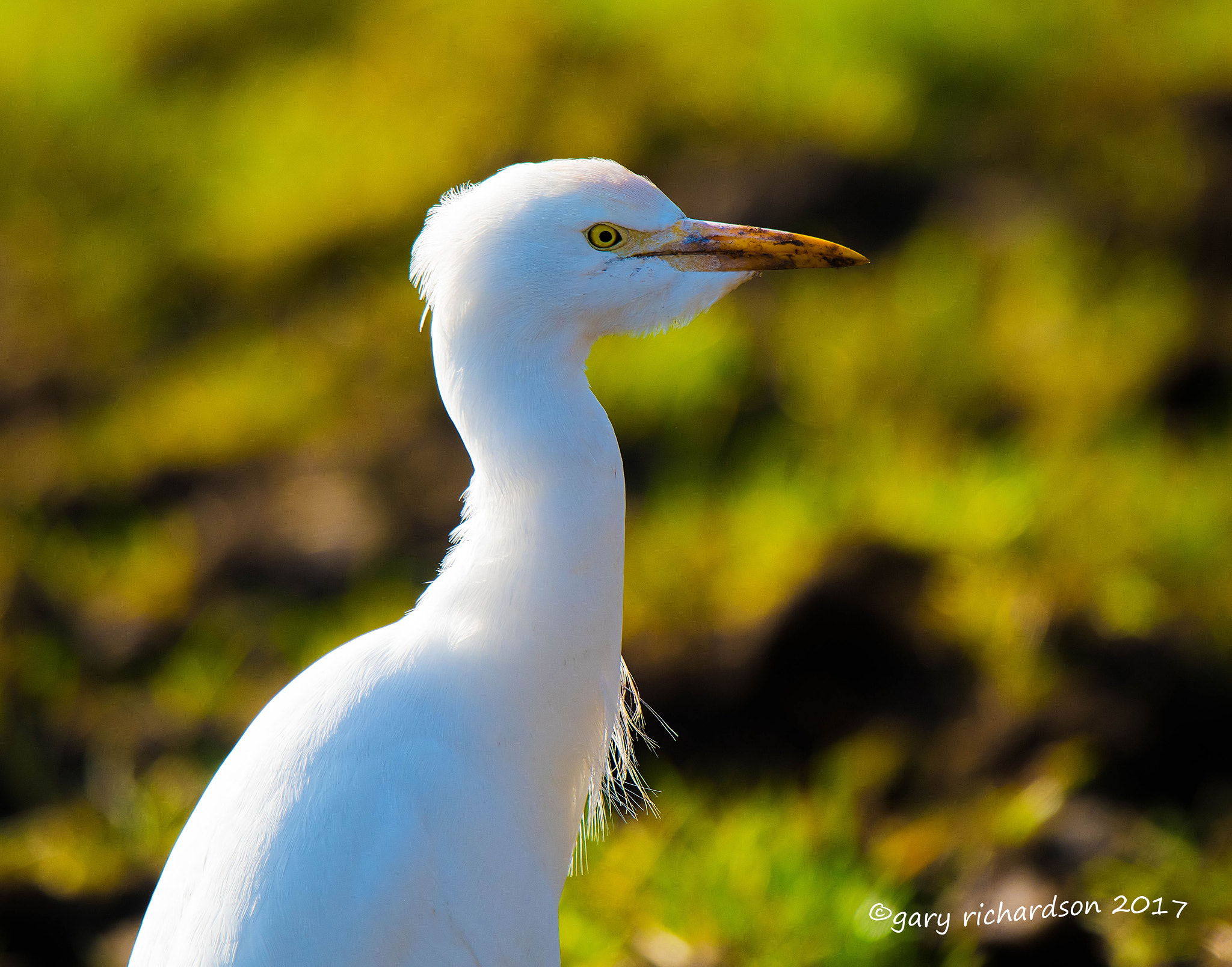 Nikon D810 + Nikon AF-S Nikkor 500mm F4G ED VR sample photo. Cattle egret photography