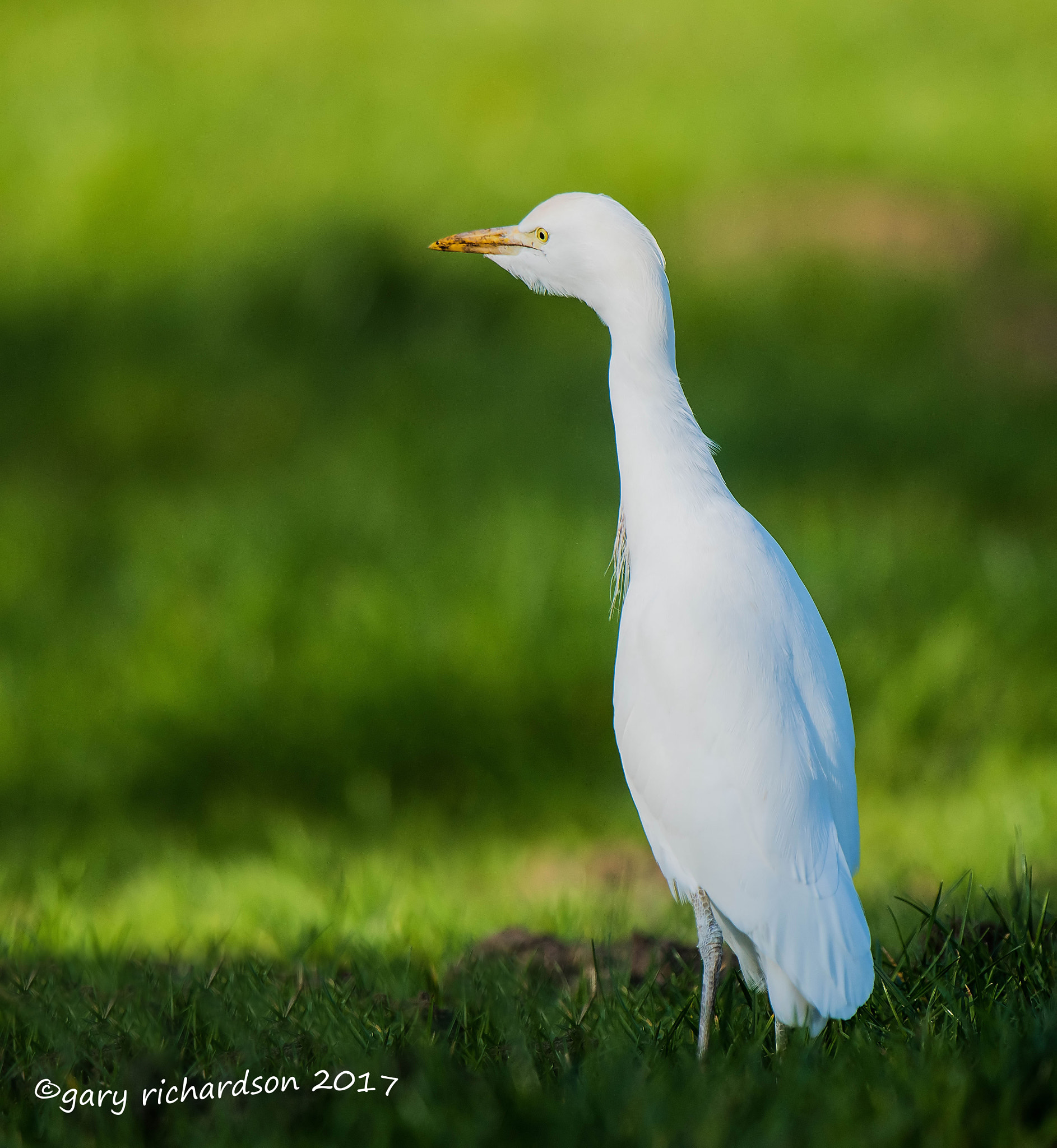 Nikon AF-S Nikkor 500mm F4G ED VR sample photo. Cattle egret photography