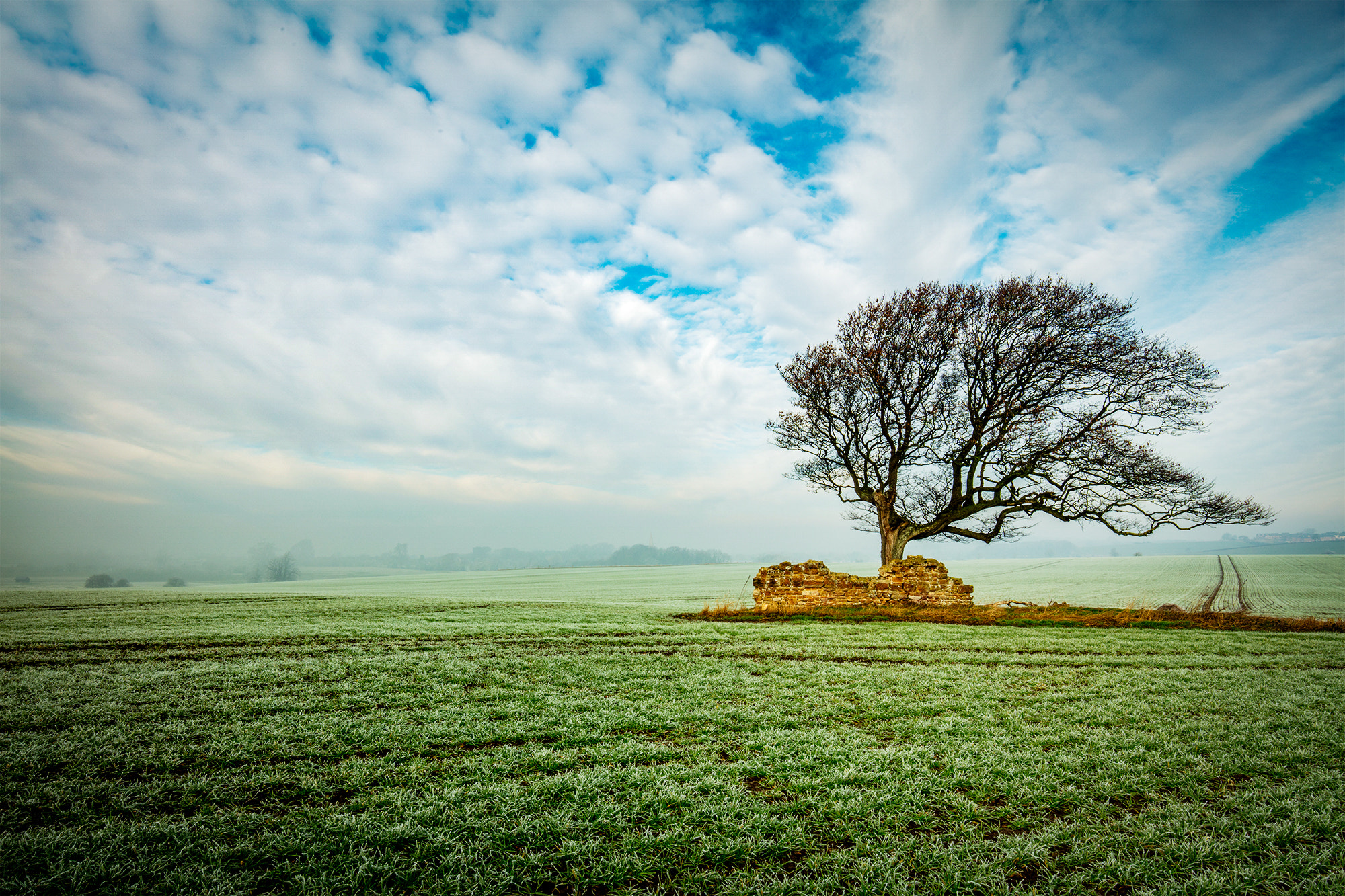 Canon EOS 5DS + Canon EF 16-35mm F4L IS USM sample photo. Lone tree in the mist photography
