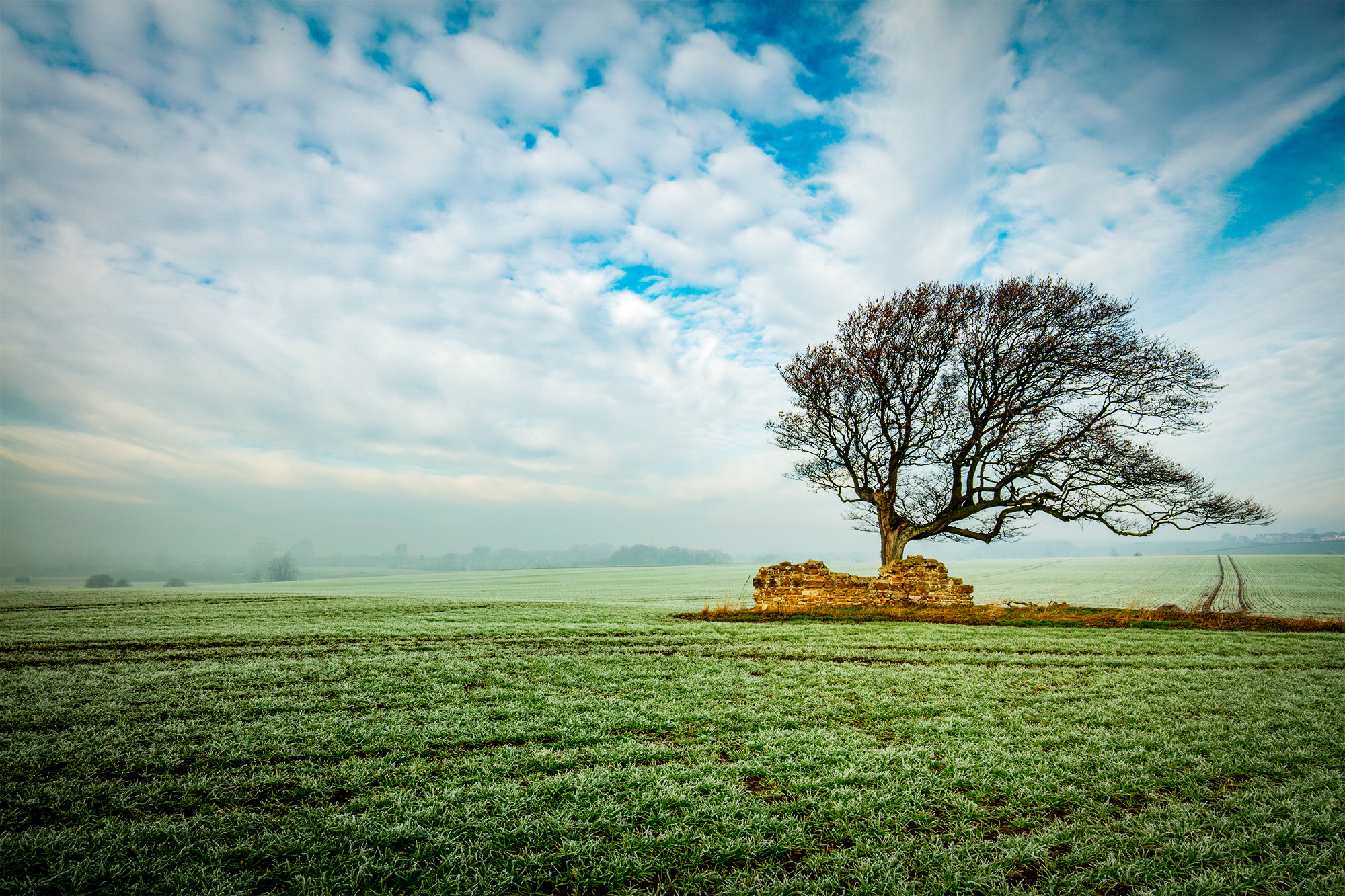 Canon EF 16-35mm F4L IS USM sample photo. Lone tree in the mist photography