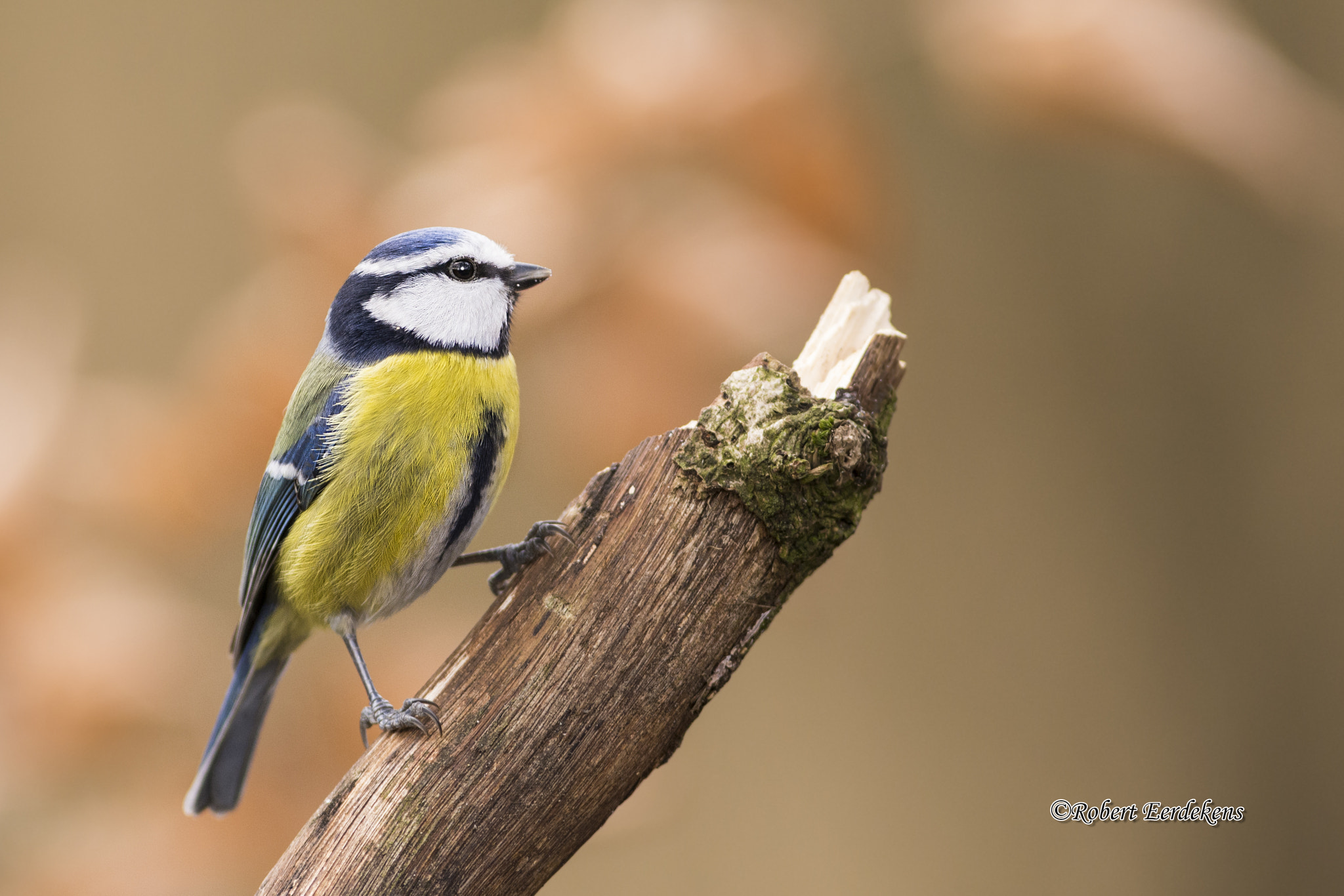 Nikon AF-S Nikkor 300mm F2.8G ED VR II sample photo. Blue tit photography