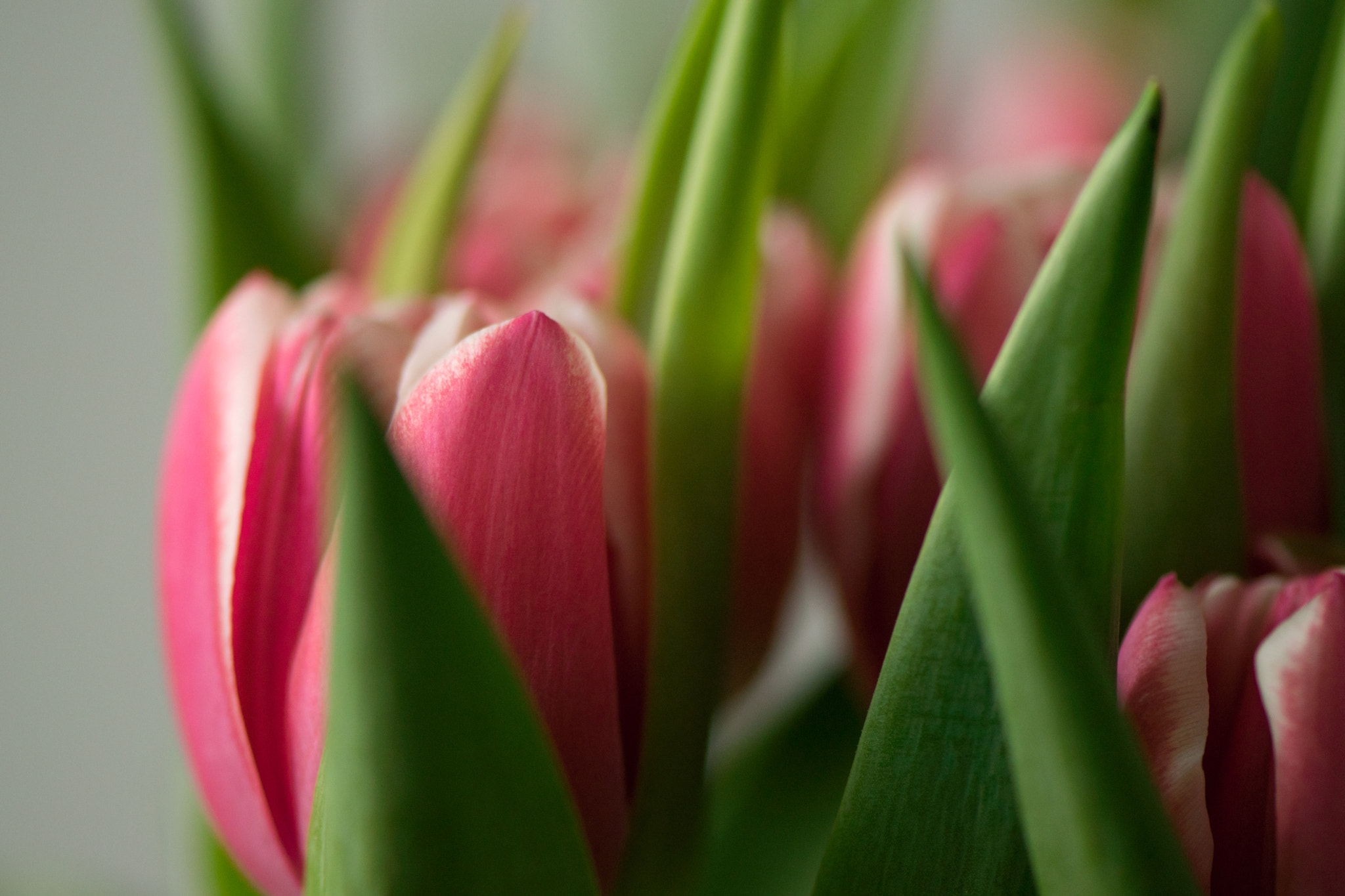 Nikon AF-S Micro-Nikkor 105mm F2.8G IF-ED VR sample photo. Tulip photography
