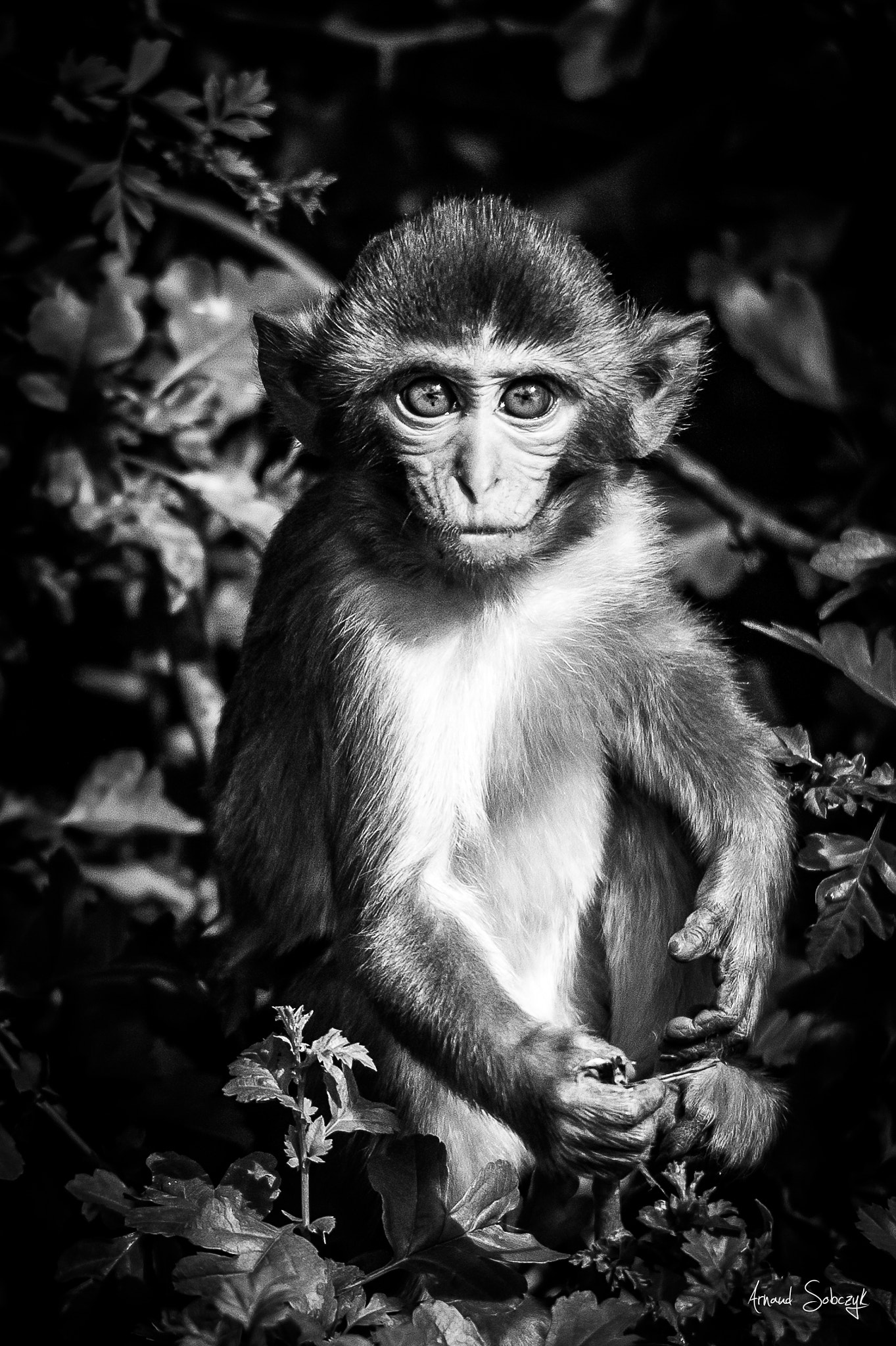 Sigma 120-400mm F4.5-5.6 DG OS HSM sample photo. Hey little monkey photography