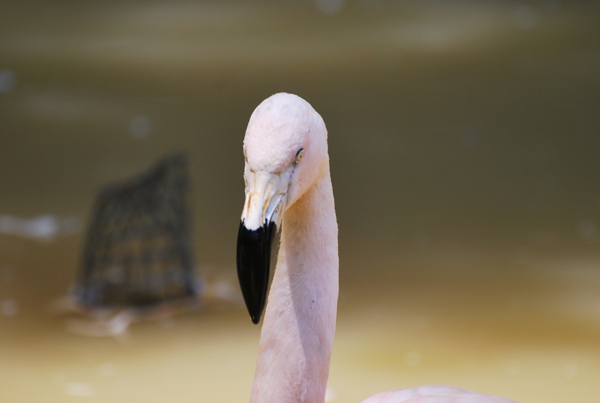 Nikon D60 sample photo. Flamingo photography