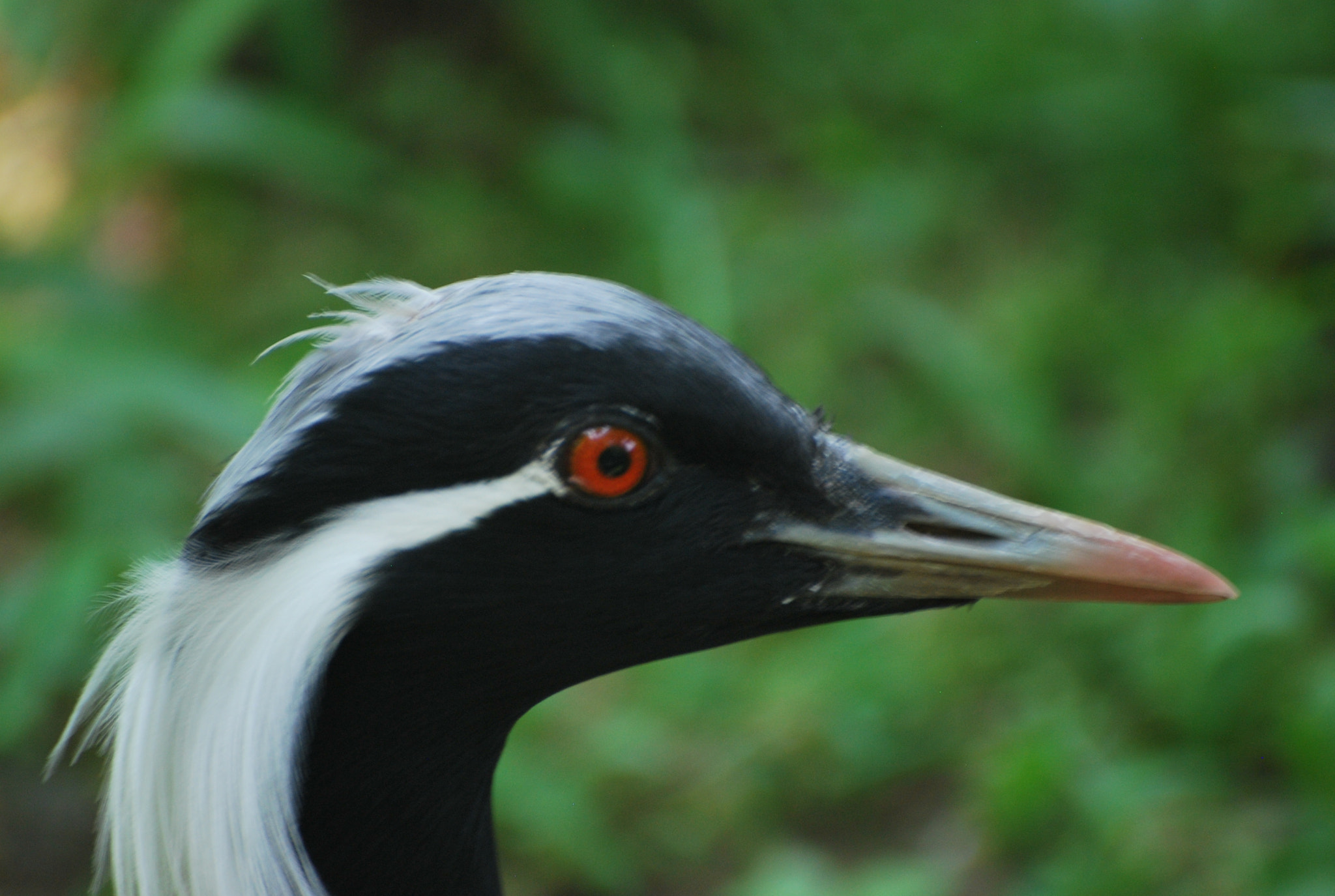 Nikon D60 sample photo. Demoiselle crane photography