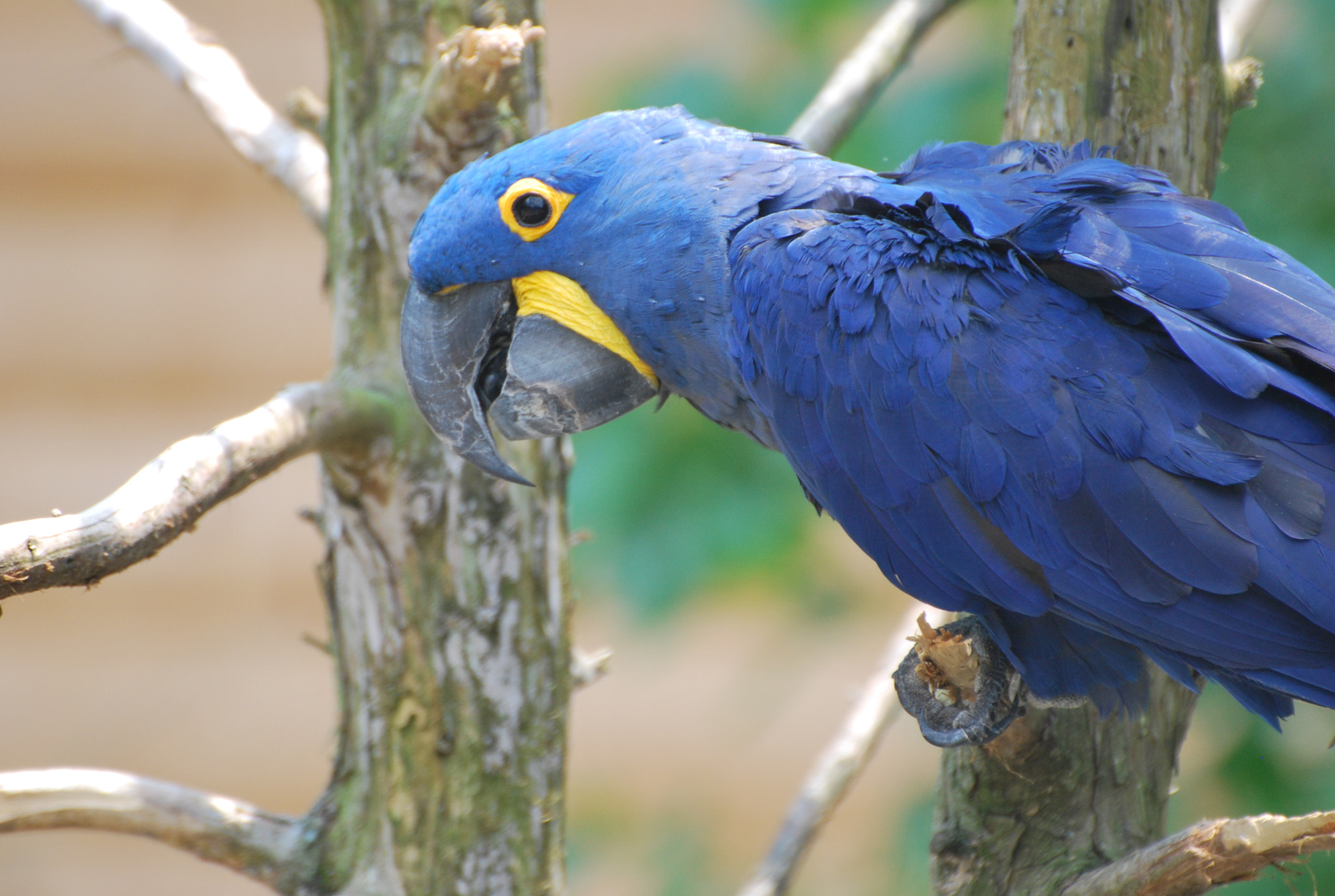 Nikon D60 sample photo. Hyacinth macaw photography