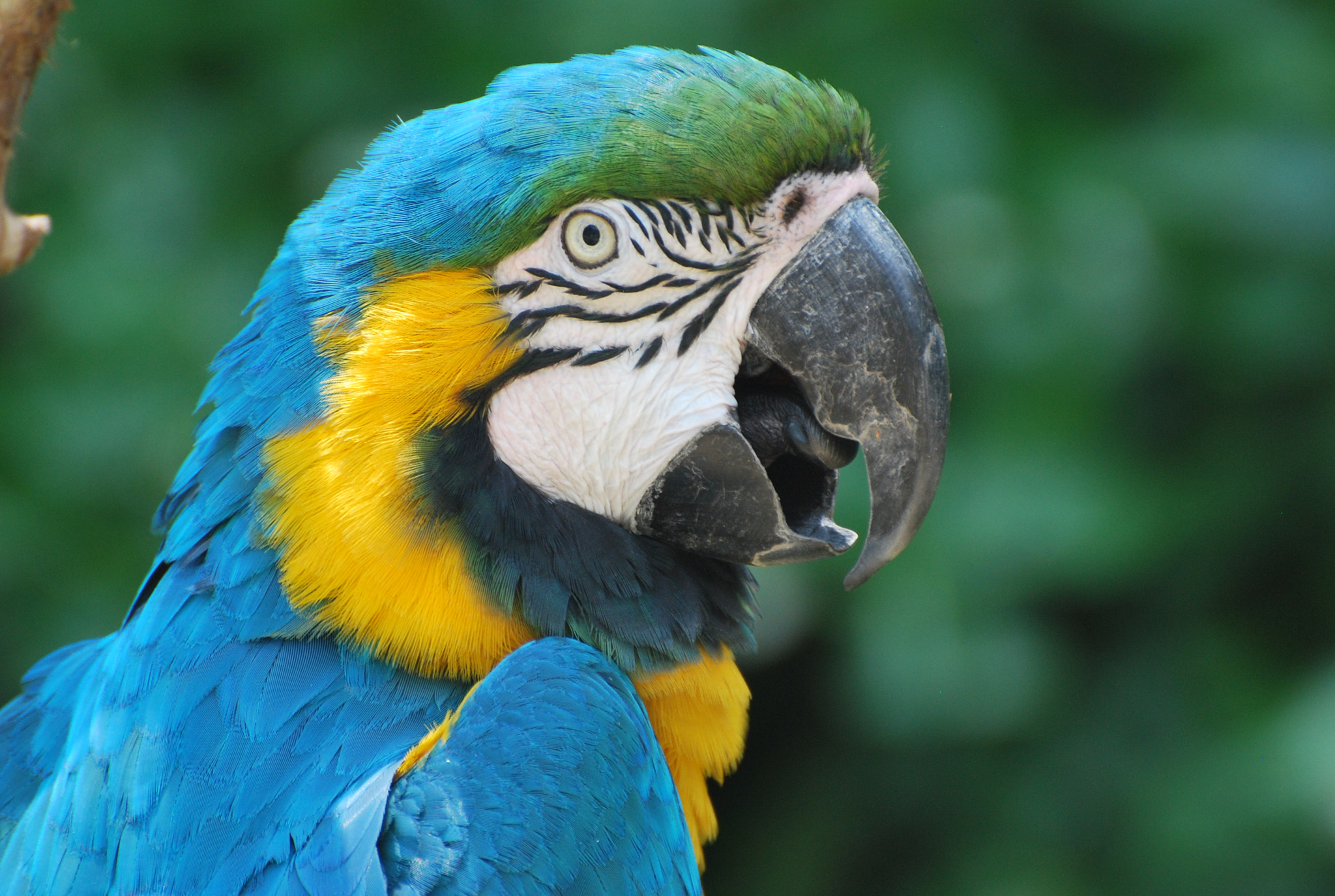 Nikon D60 sample photo. Blue and gold macaw photography