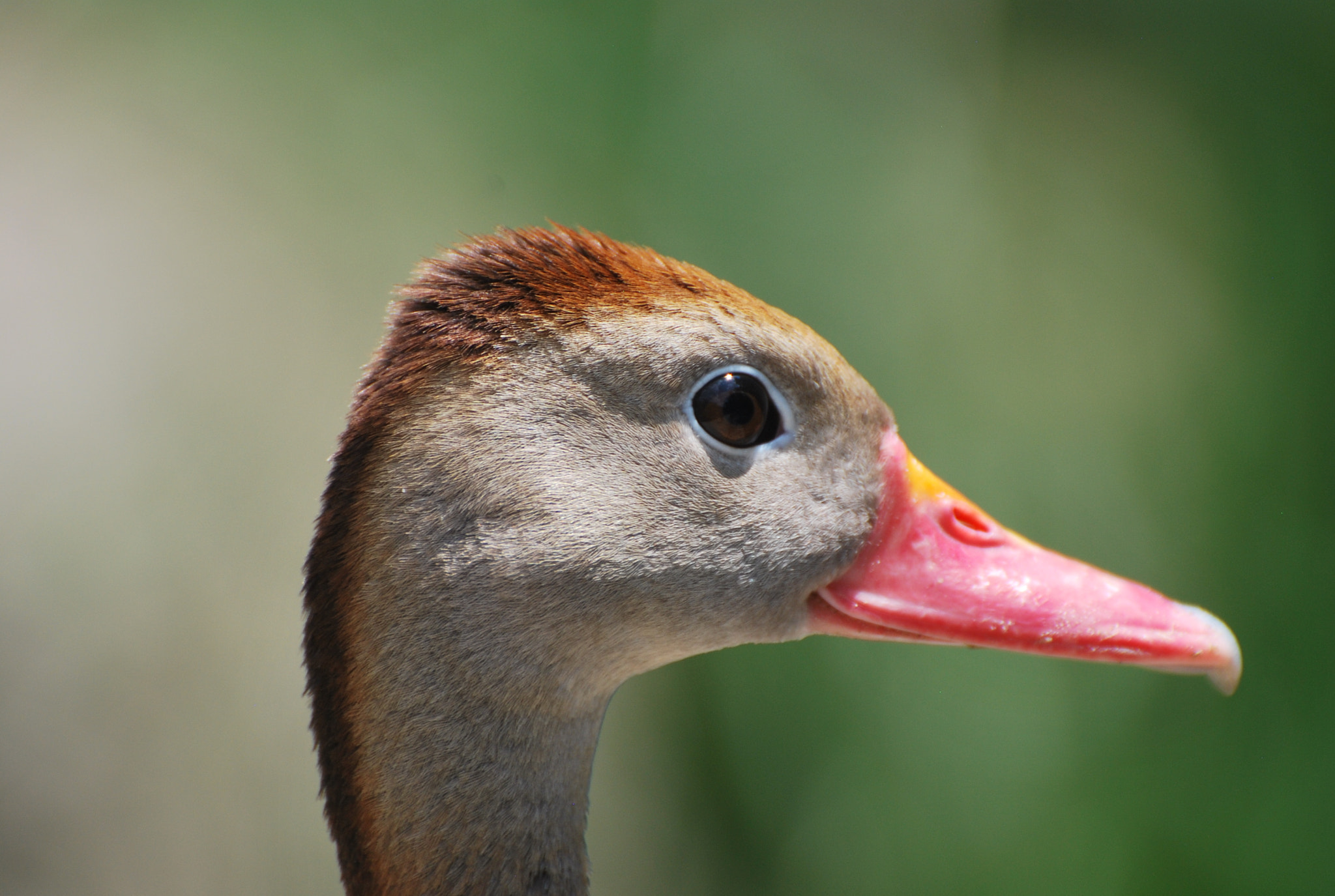Nikon D60 sample photo. Duck photography