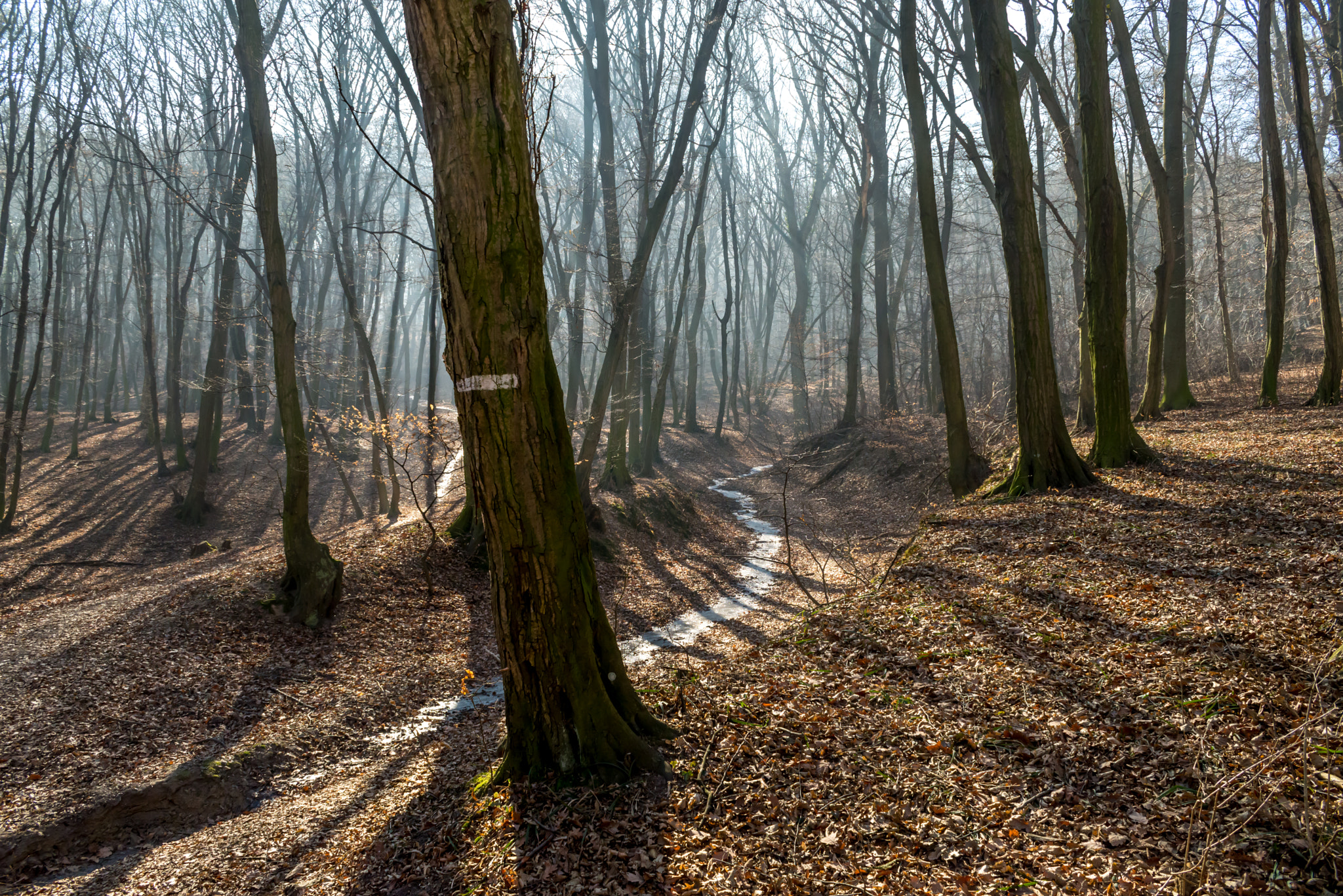 Nikon AF-S Nikkor 28-70mm F2.8 ED-IF sample photo. Late winter forest stream in fog photography