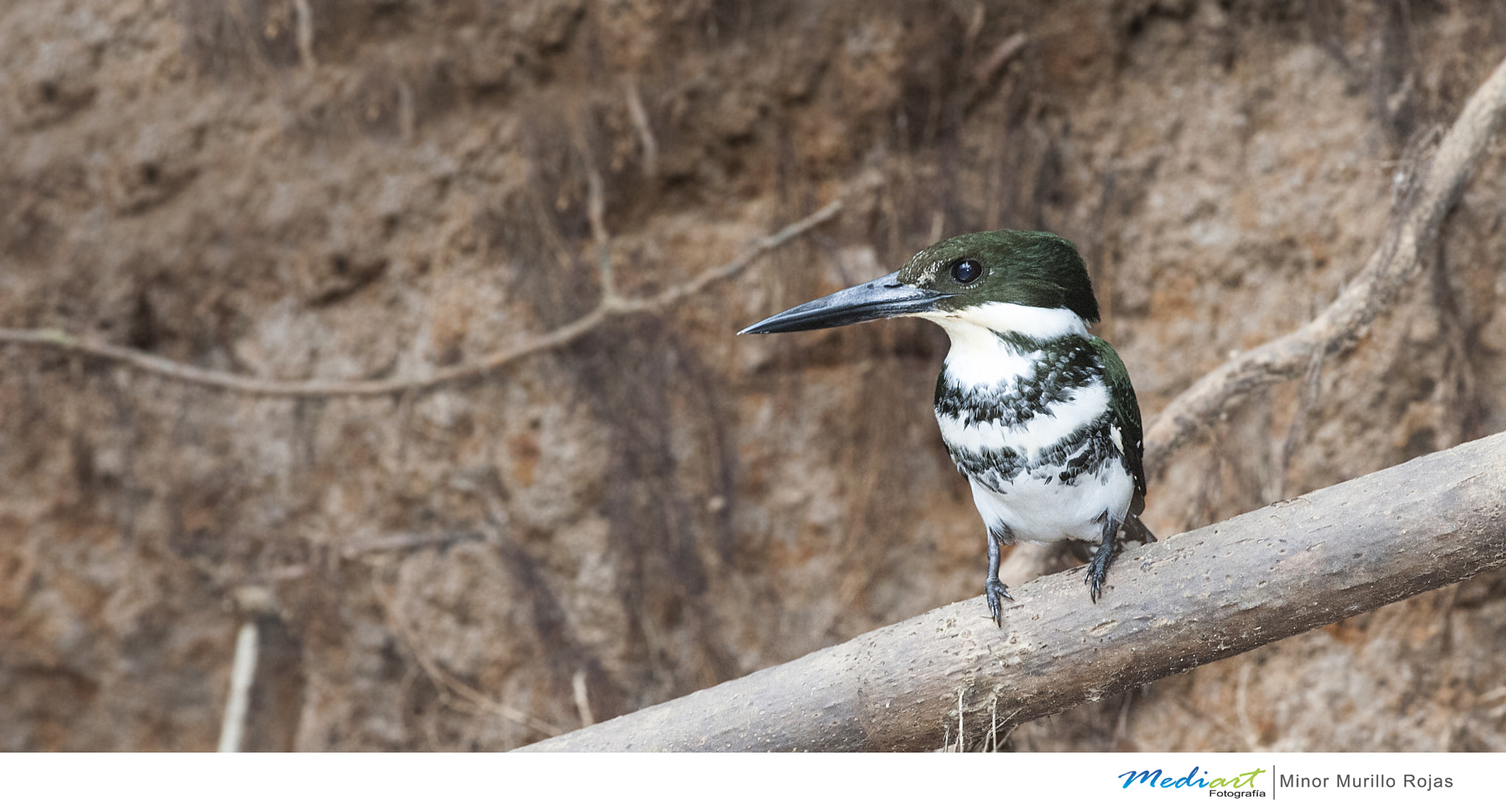 Nikon D700 sample photo. Green kingfisher photography