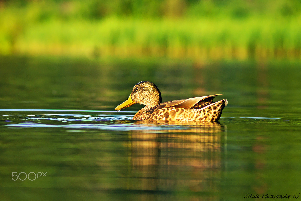 Sony DT 55-200mm F4-5.6 SAM sample photo. Duck photography