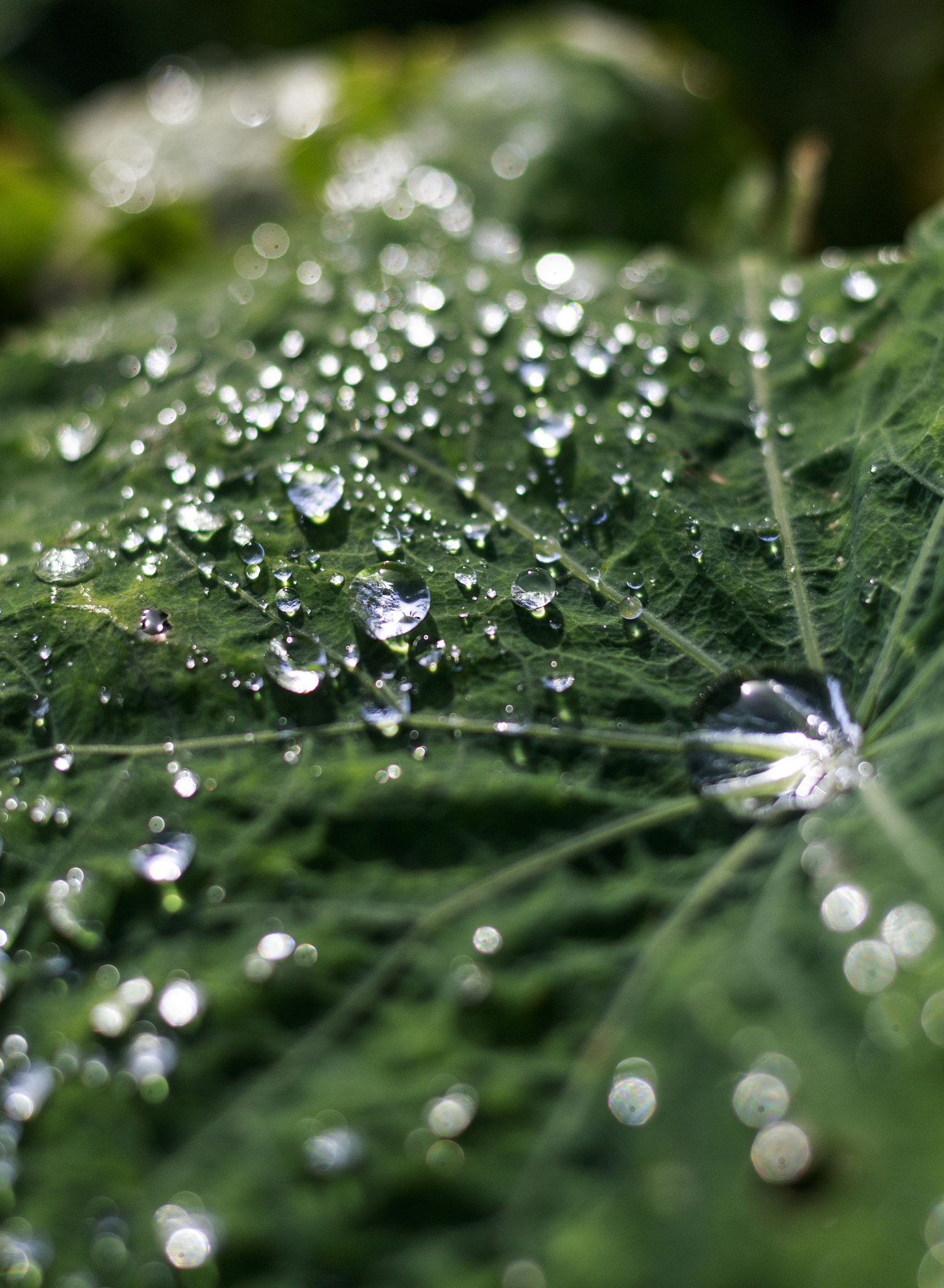 Canon EOS 650D (EOS Rebel T4i / EOS Kiss X6i) + Canon EF 50mm F1.8 STM sample photo. Drops photography