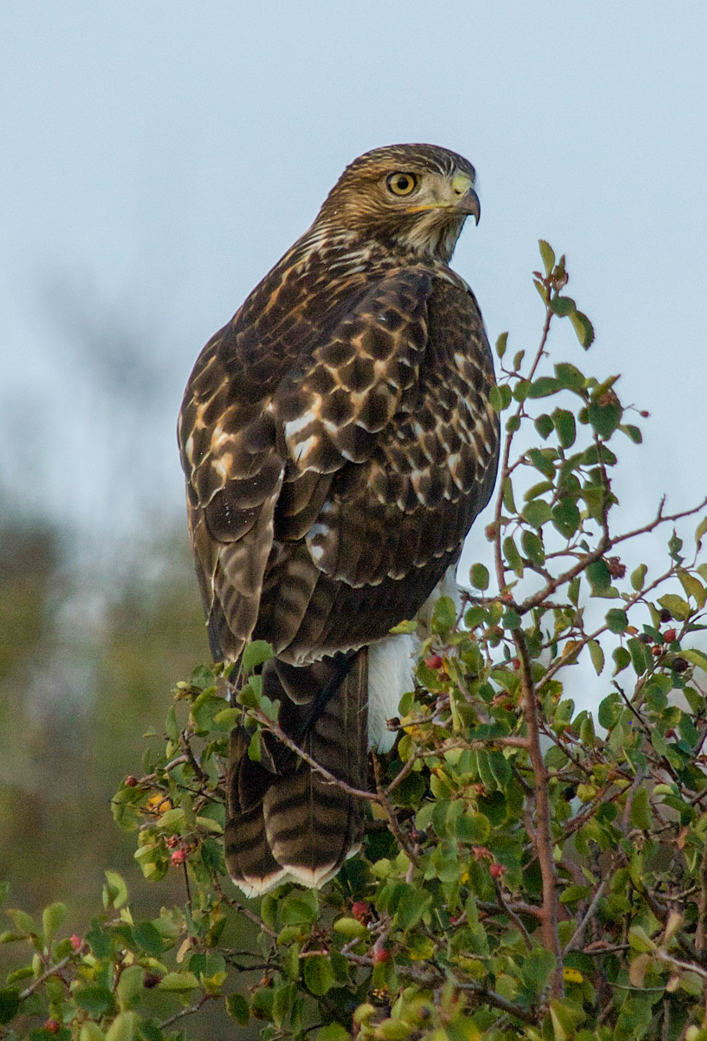 Nikon D200 sample photo. Hawk photography