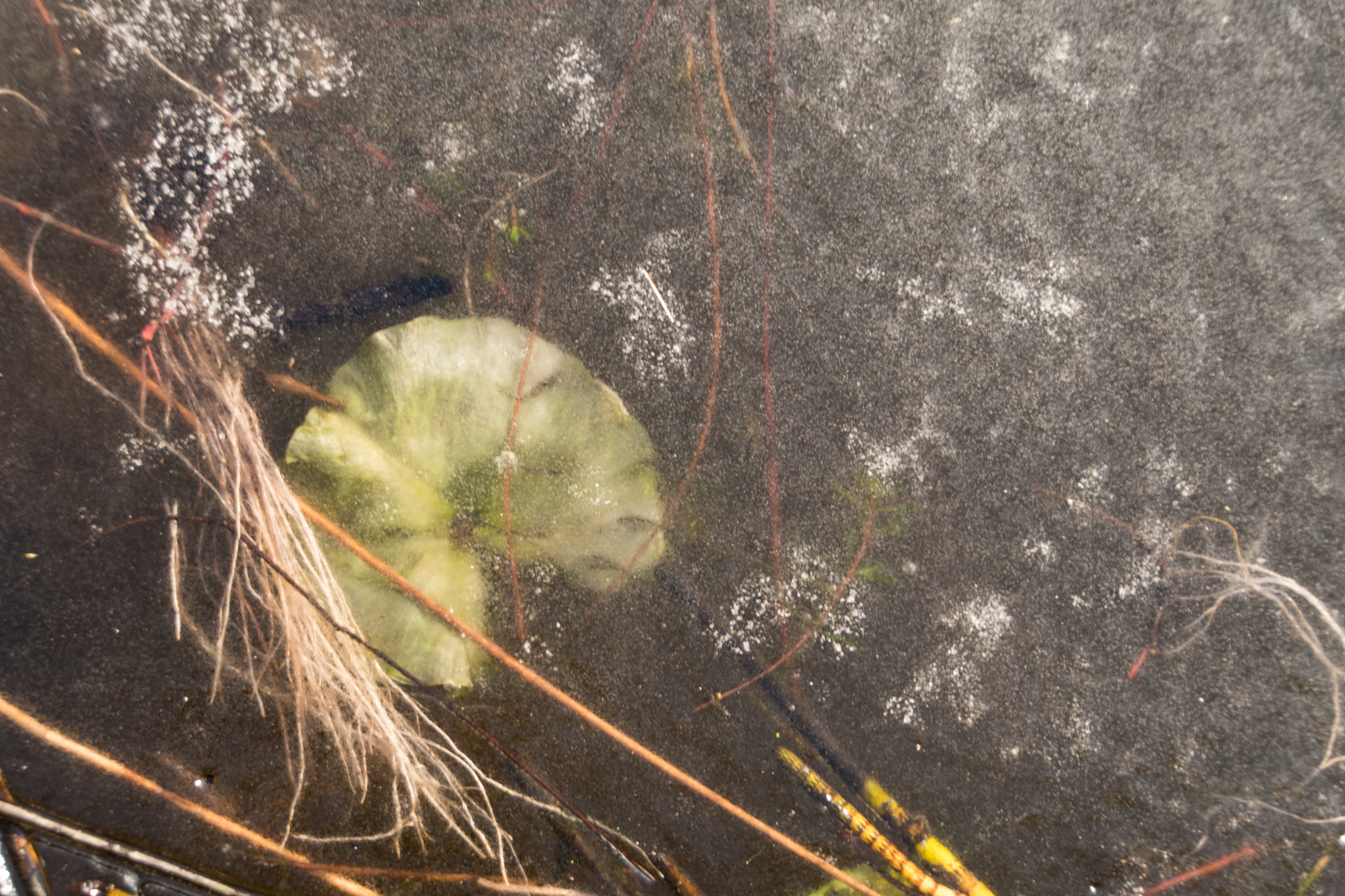 Nikon D5500 sample photo. Frozen waterlily photography