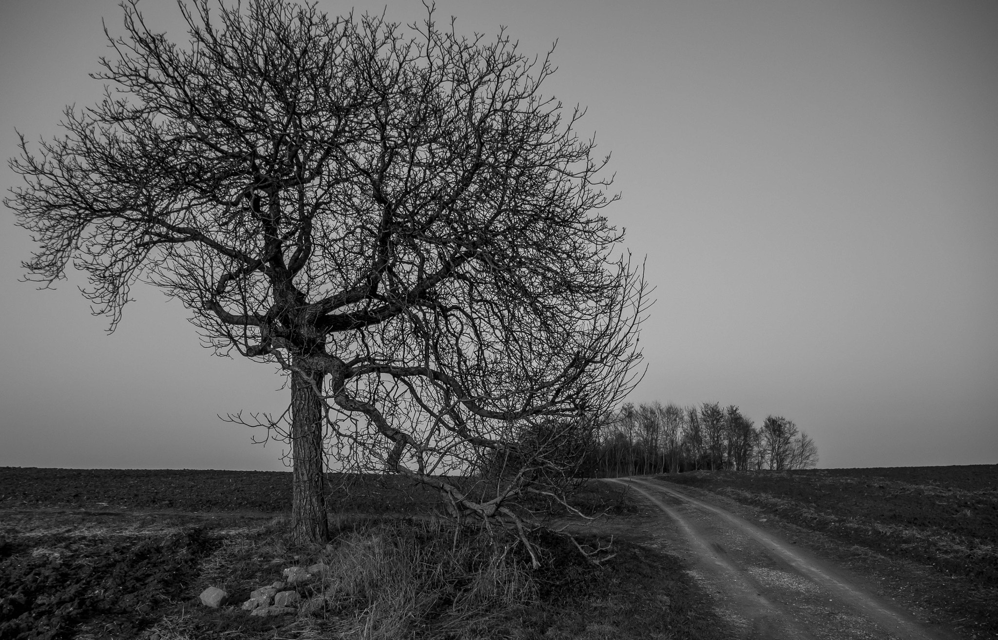 Panasonic Lumix DMC-G7 sample photo. Winter tree photography