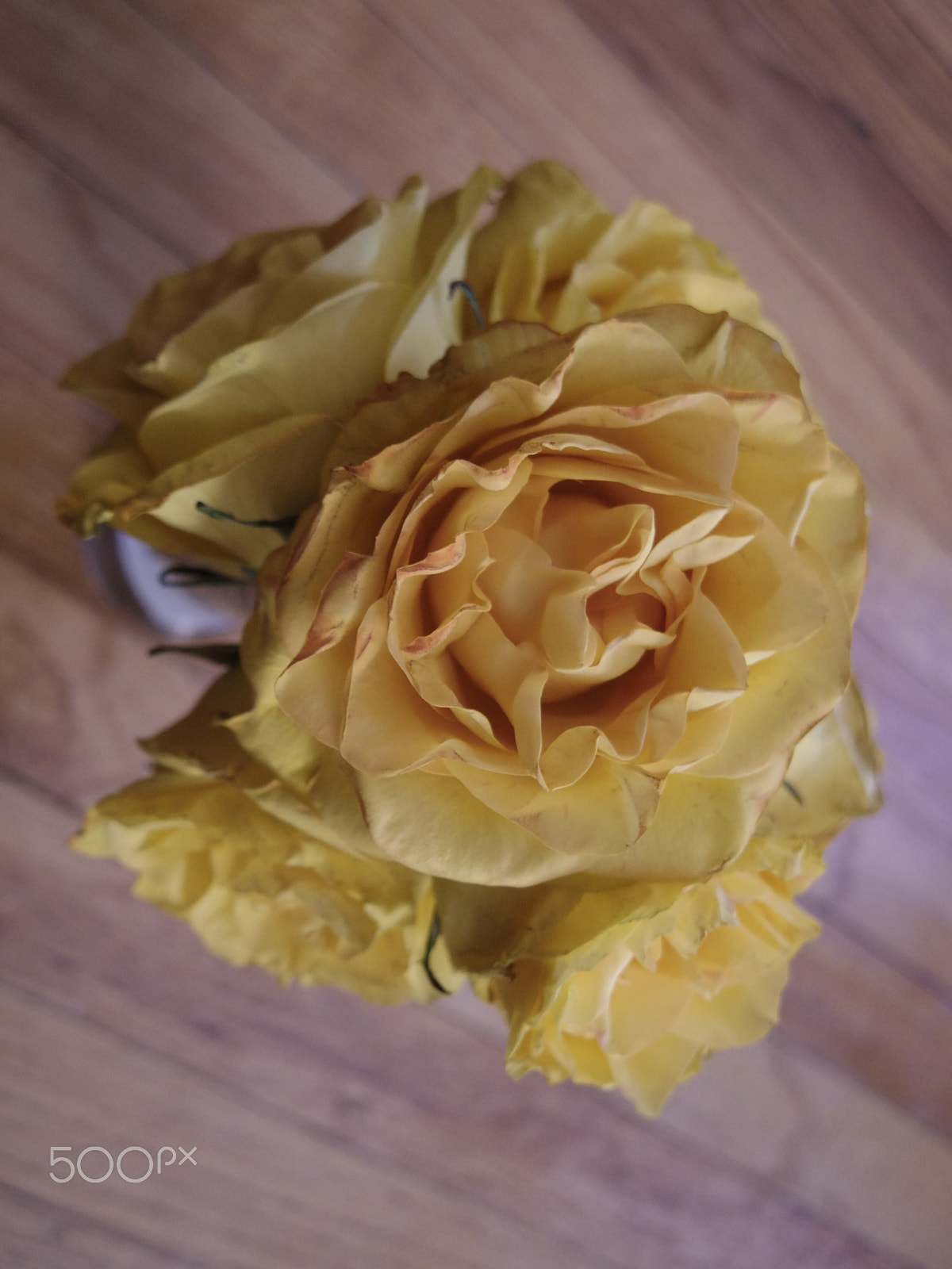 Pentax Q-S1 sample photo. Yellow roses photography