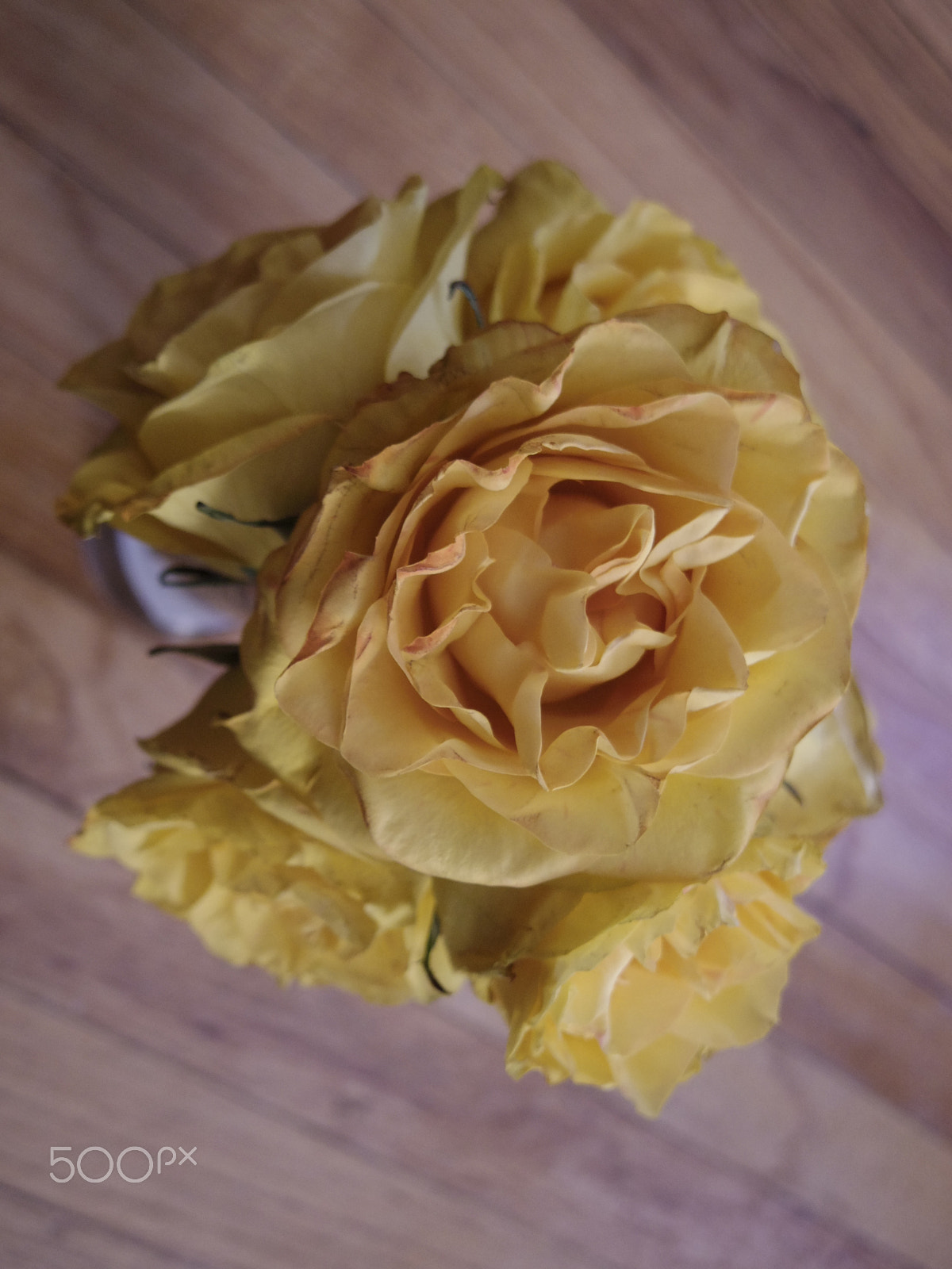 Pentax Q-S1 + Pentax 01 Standard Prime sample photo. Yellow roses photography