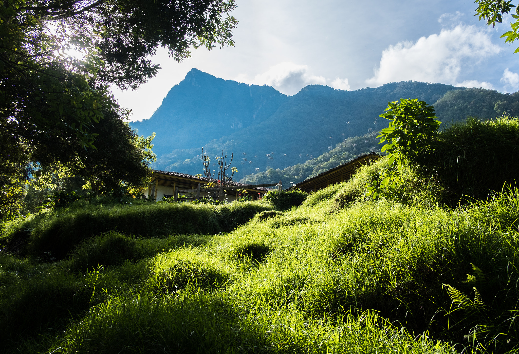 Fujifilm X-Pro2 sample photo. Cocora valley photography