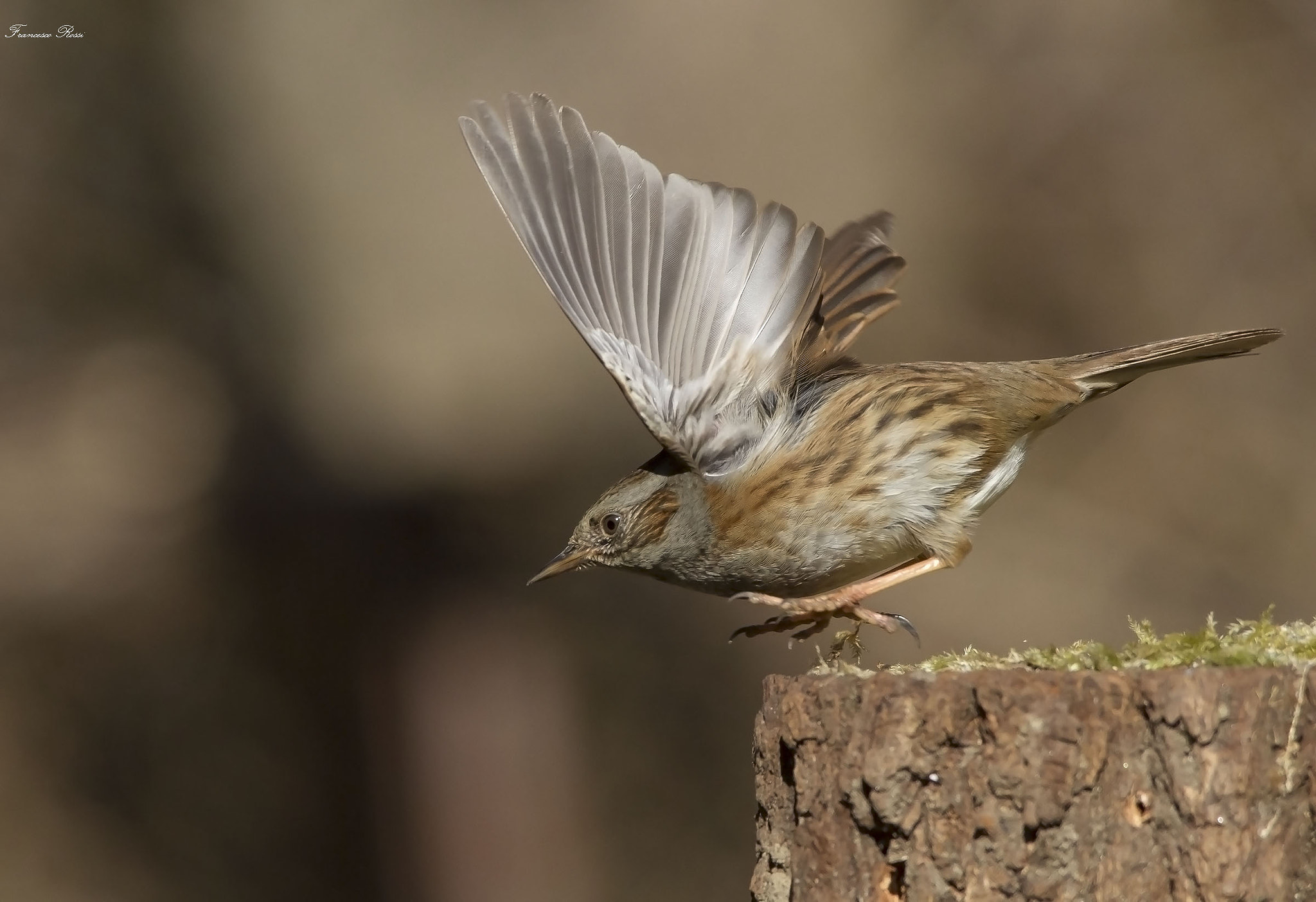 Sigma 150-500mm F5-6.3 DG OS HSM sample photo. Dunnock, passera scopaiola photography