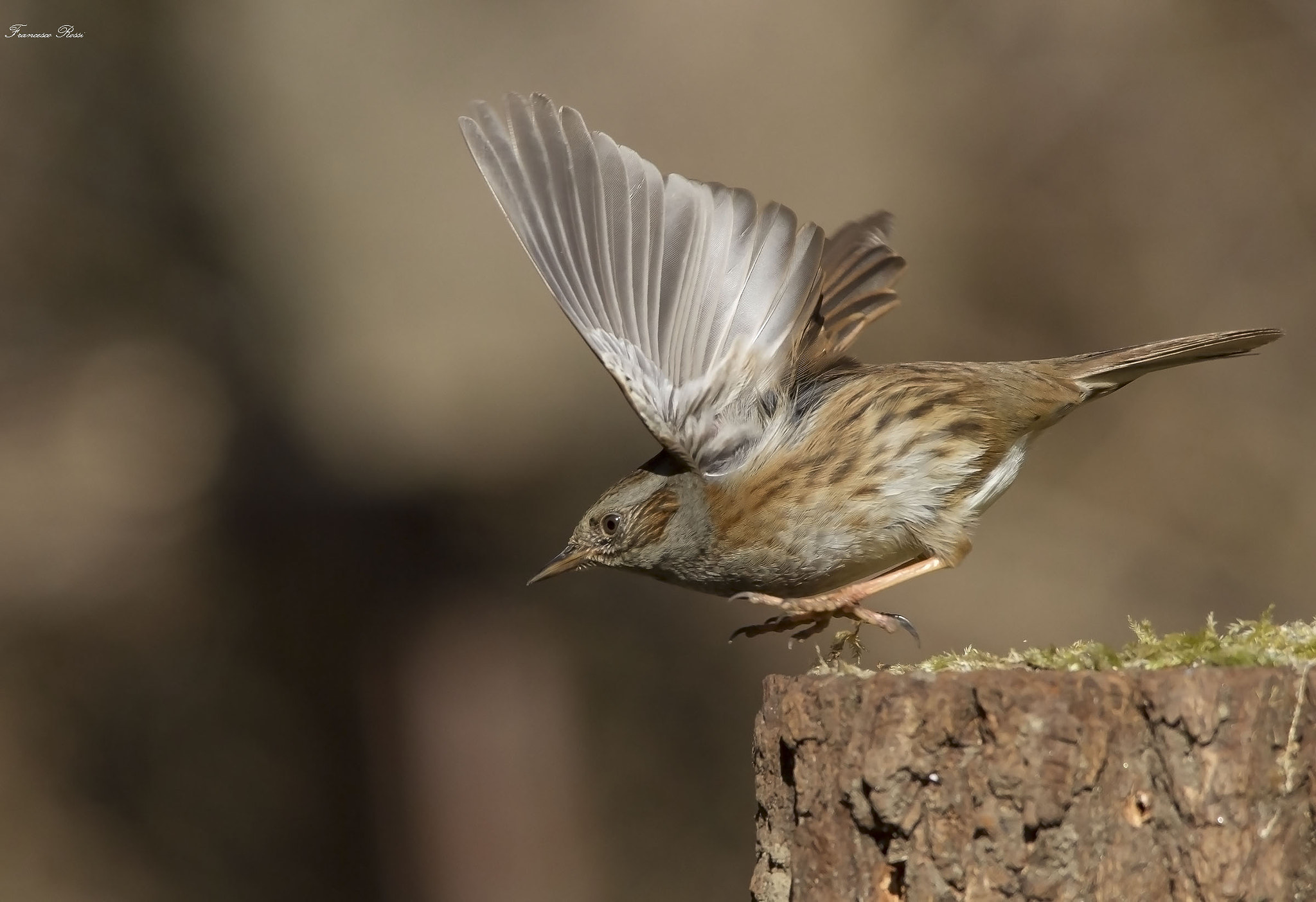 Canon EOS 7D + Sigma 150-500mm F5-6.3 DG OS HSM sample photo. Dunnock, passera scopaiola photography