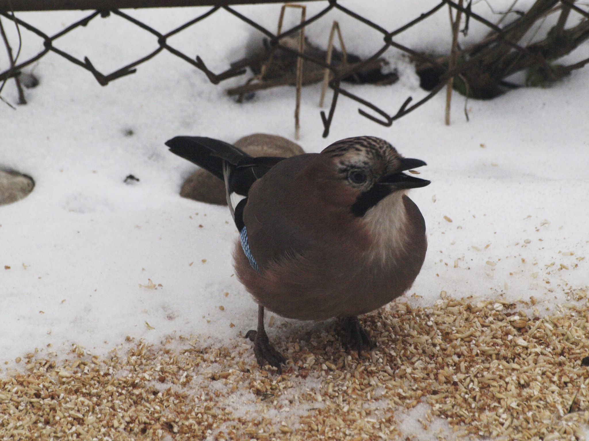 Olympus E-520 (EVOLT E-520) sample photo. Garrulus glandarius photography