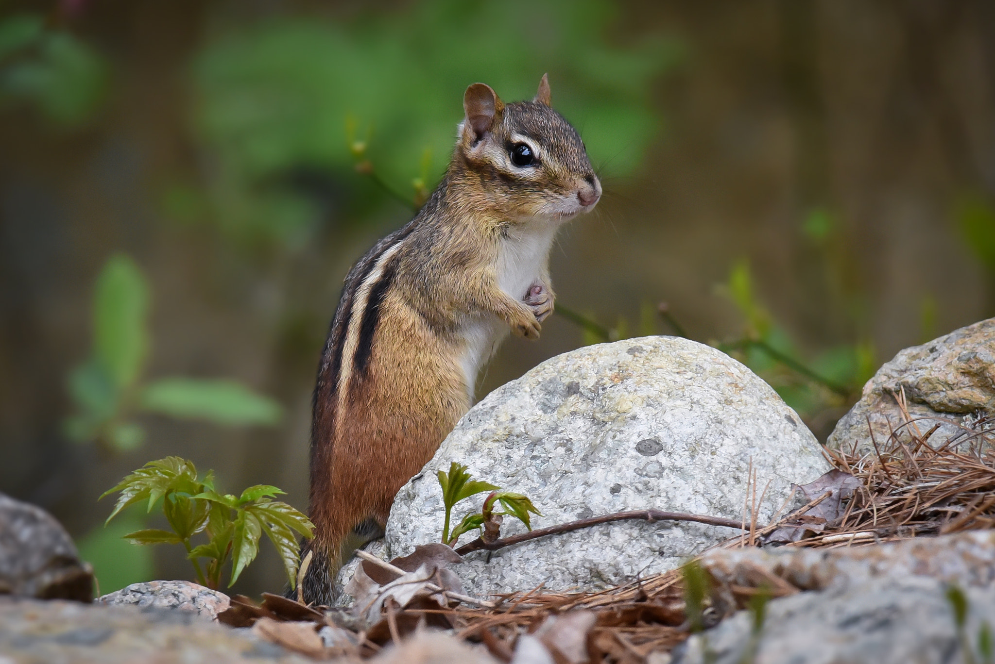 Nikon AF-S Nikkor 300mm F2.8G ED-IF VR sample photo. Eastern chipmunk photography
