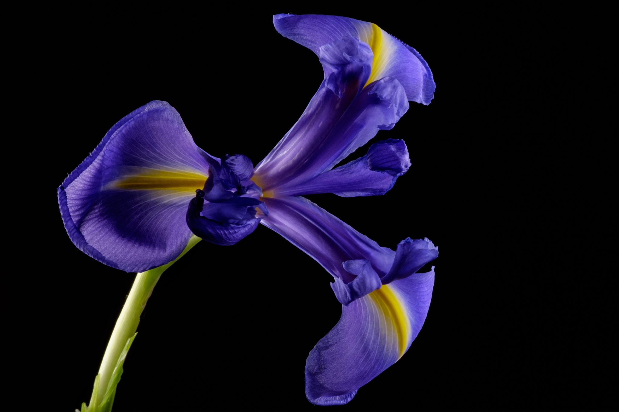 XF100-400mmF4.5-5.6 R LM OIS WR + 1.4x sample photo. Blue and yellow lily photography