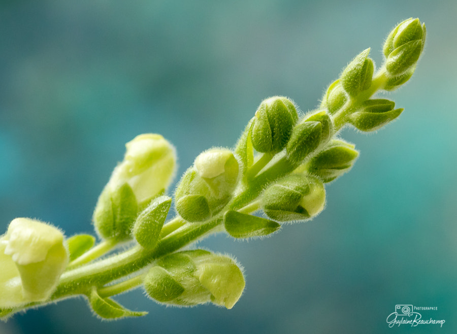 Canon EF 100mm F2.8 Macro USM sample photo. Sweetness photography