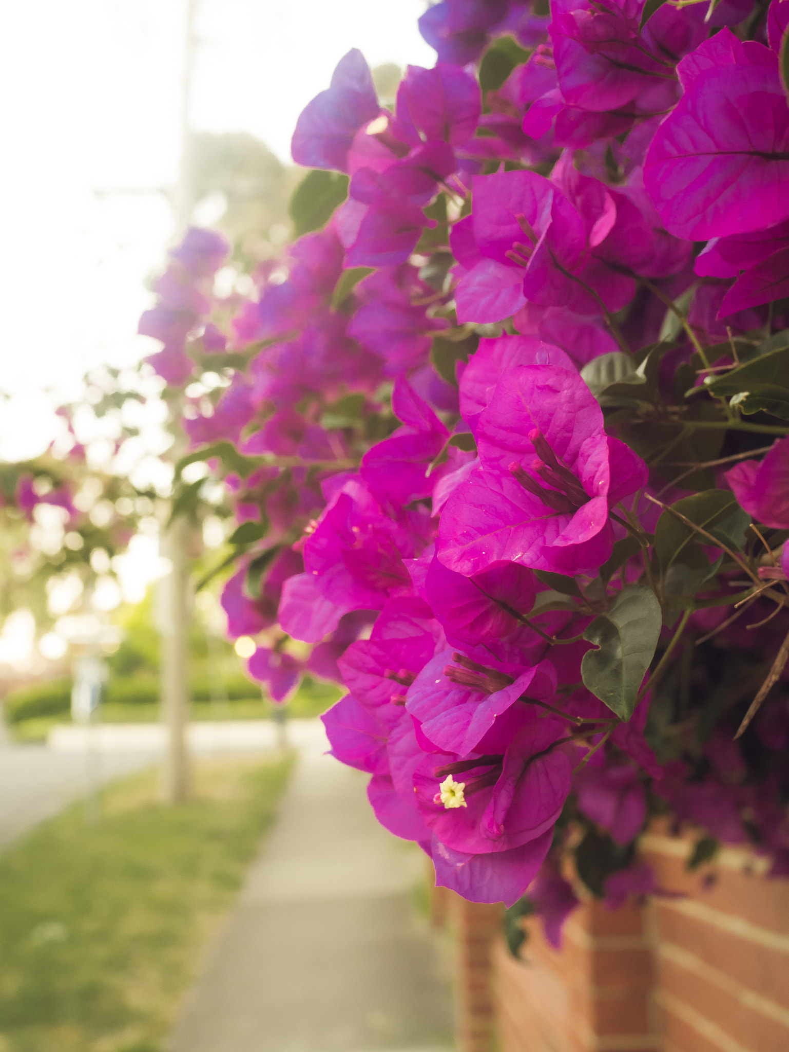 Olympus OM-D E-M10 II + Olympus M.Zuiko Digital 25mm F1.8 sample photo. Purple photography