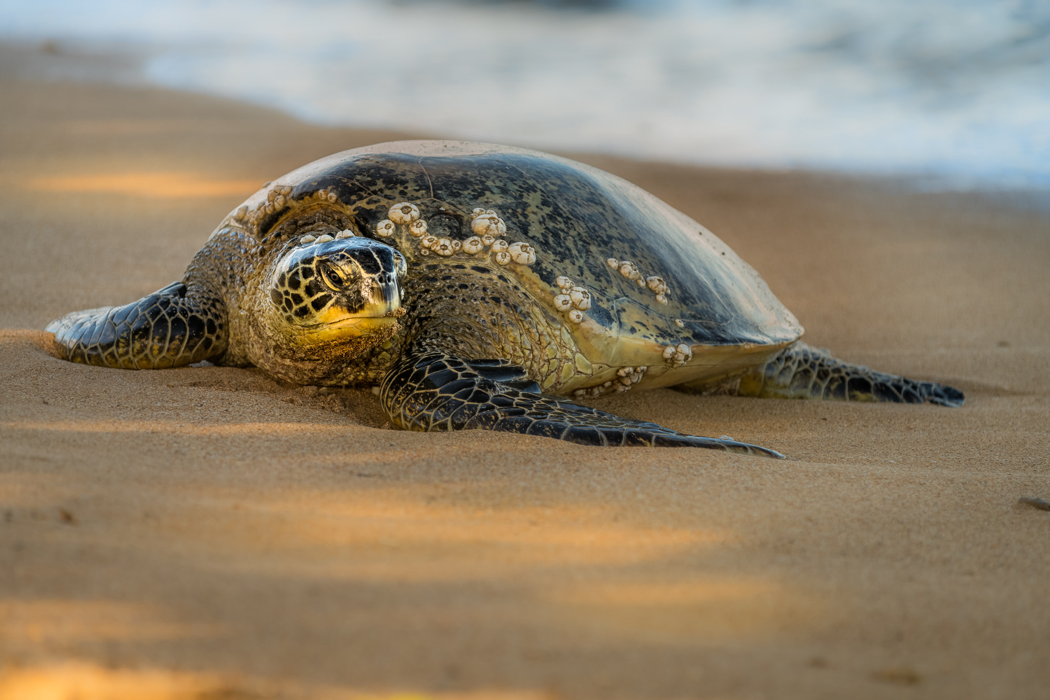 Canon EF 70-200mm F2.8L IS II USM sample photo. Honu photography