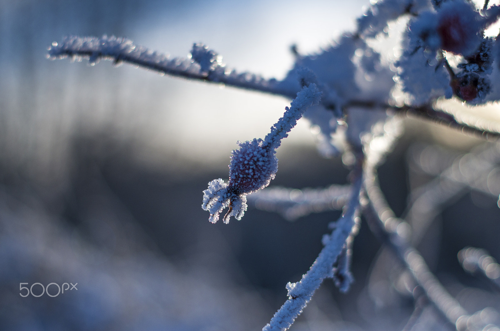 Pentax K-30 sample photo. Frosty morning photography