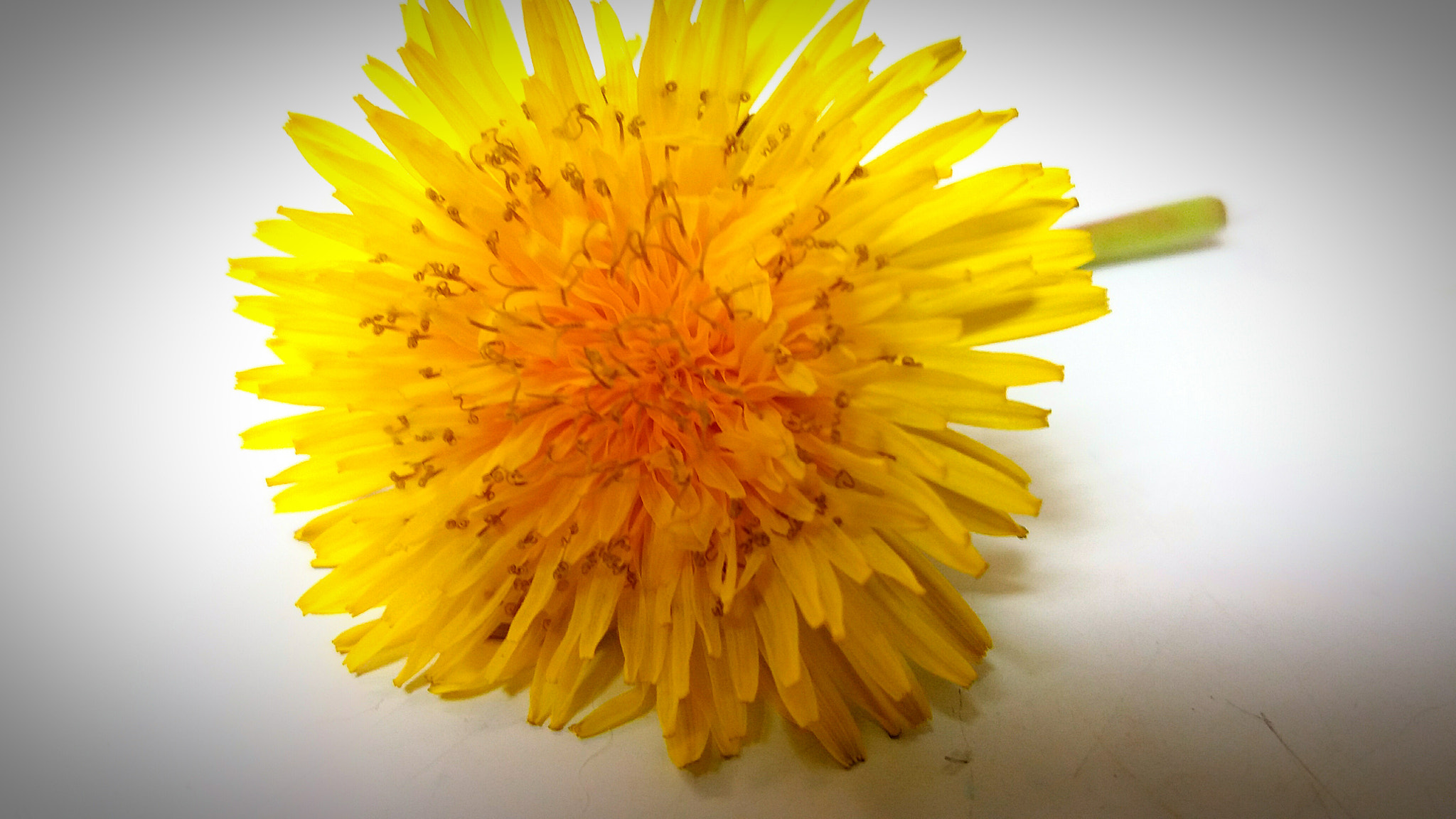 Samsung Galaxy J7(2015) sample photo. Yellow photography