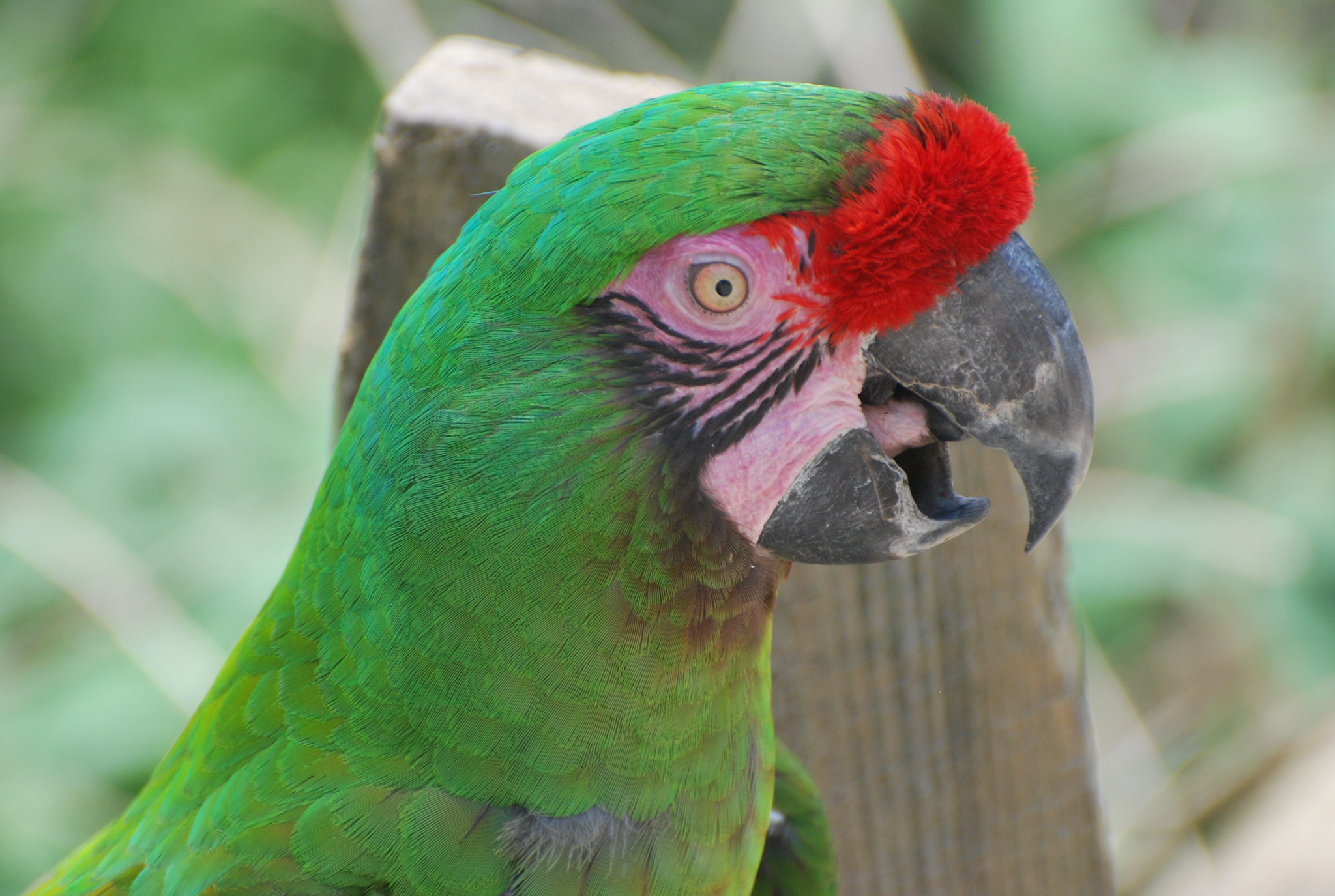 Nikon D60 sample photo. Military macaw photography