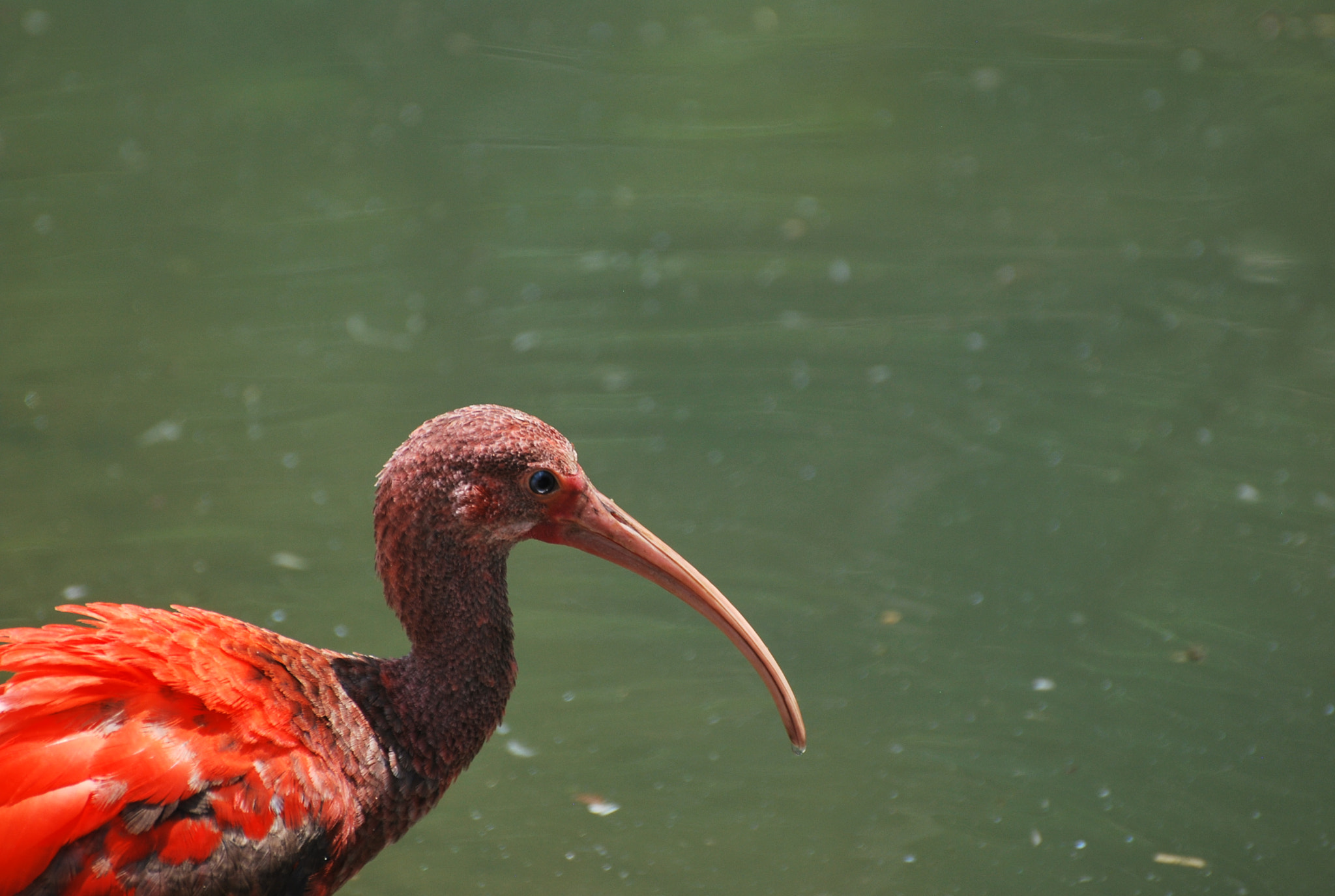 Nikon D60 sample photo. Scarlet ibis photography