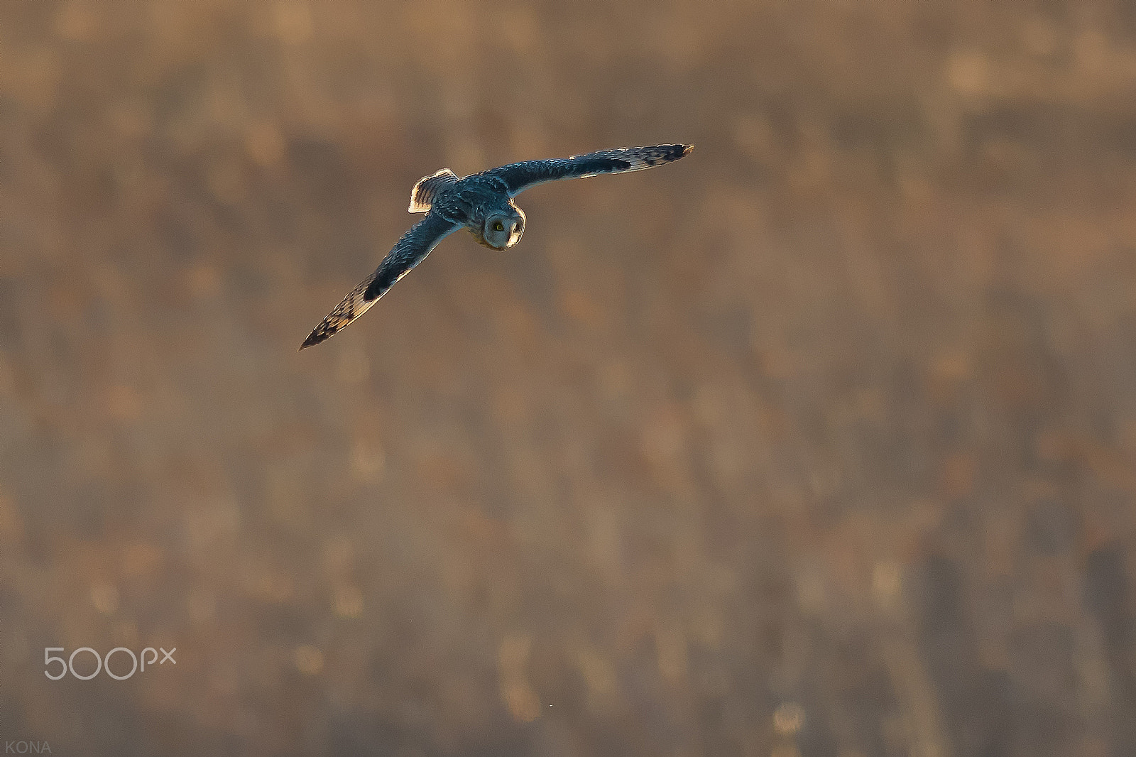 Nikon AF-S Nikkor 400mm F2.8G ED VR II sample photo. Komimi photography