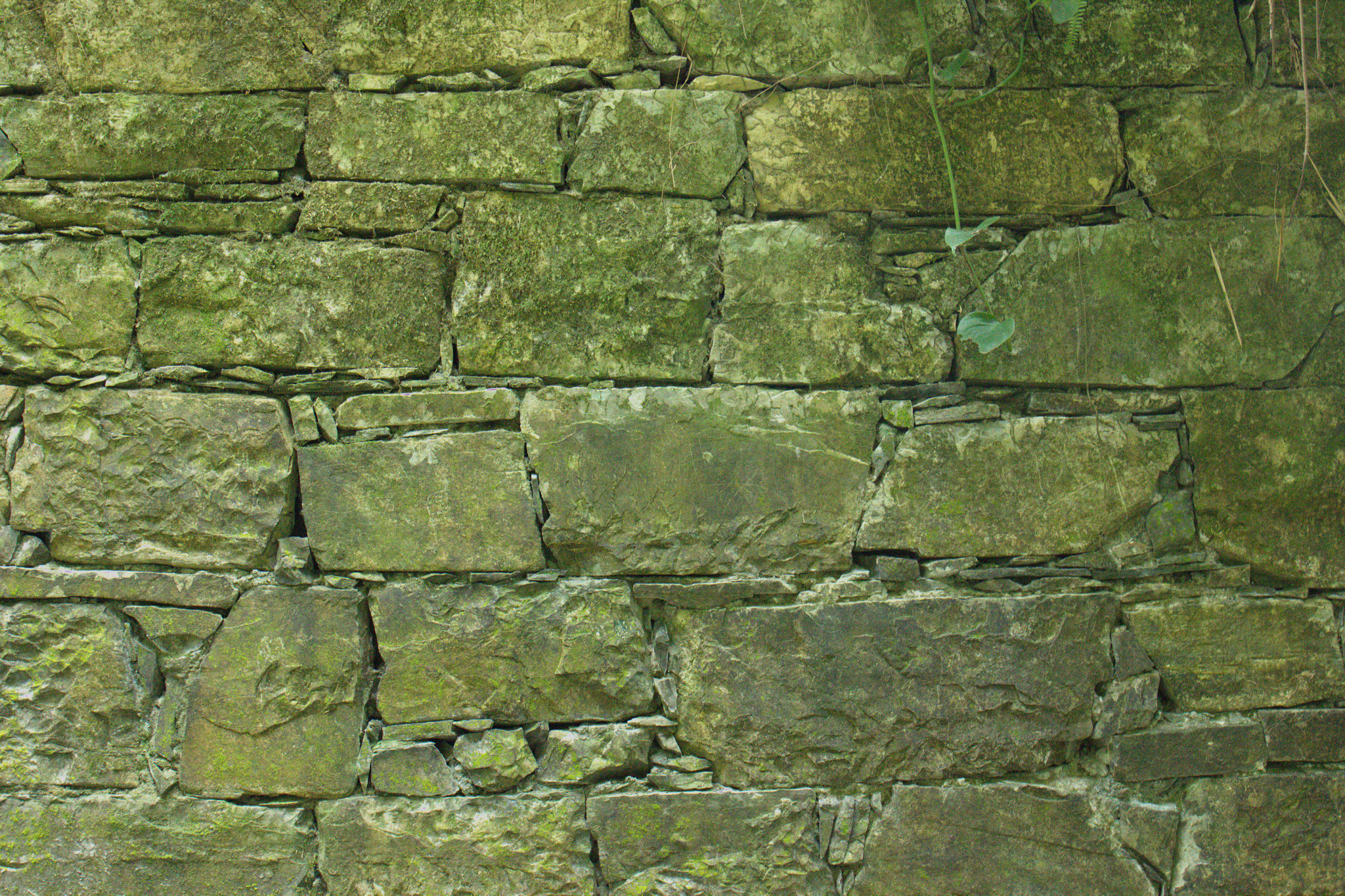 Canon EF 24-70mm F4L IS USM sample photo. Mossy wall photography