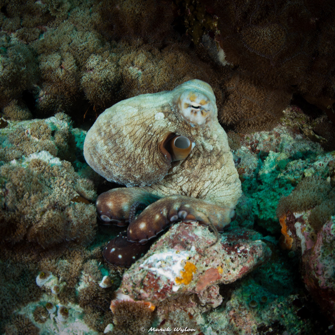 Nikon D800E + Sigma 15mm F2.8 EX DG Diagonal Fisheye sample photo. Coconut octopus | maldives | 2014.04.03 photography