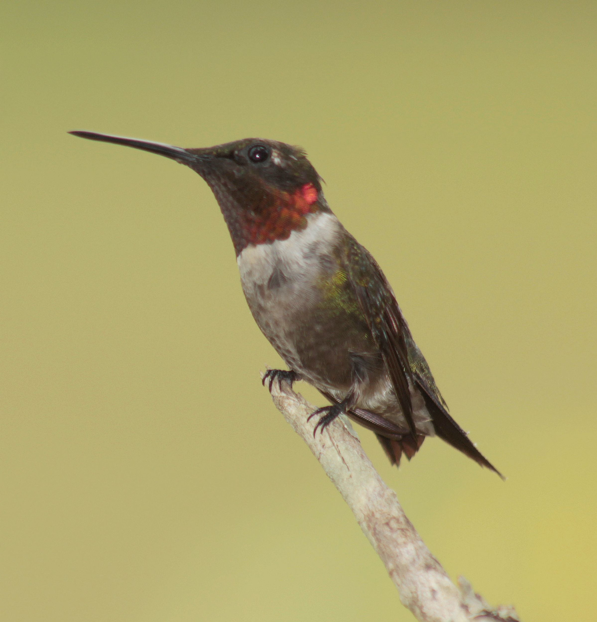 Canon EOS 550D (EOS Rebel T2i / EOS Kiss X4) + EF75-300mm f/4-5.6 sample photo. Ruby-throat photography