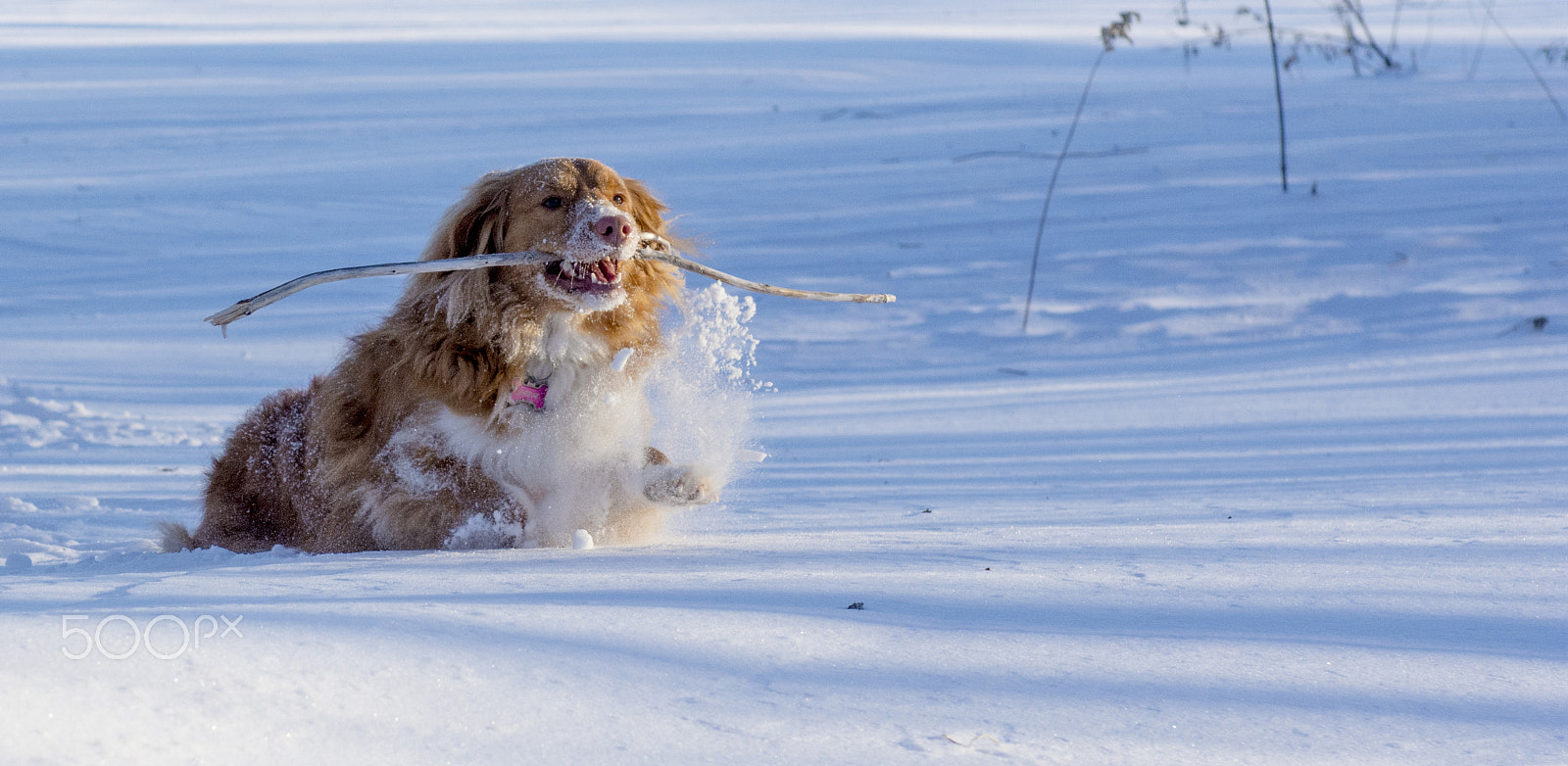 Nikon AF-S Nikkor 24-70mm F2.8G ED sample photo. Deep snow photography