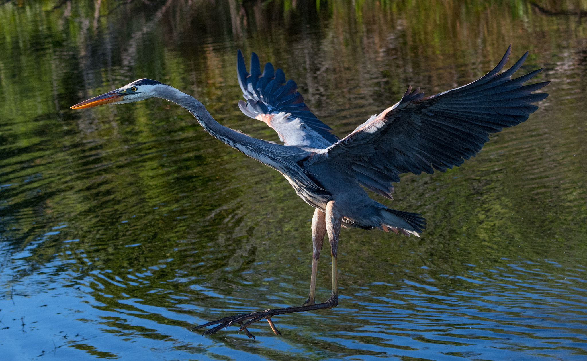 Nikon D500 sample photo. Grean blue heron coming in for a landing! photography
